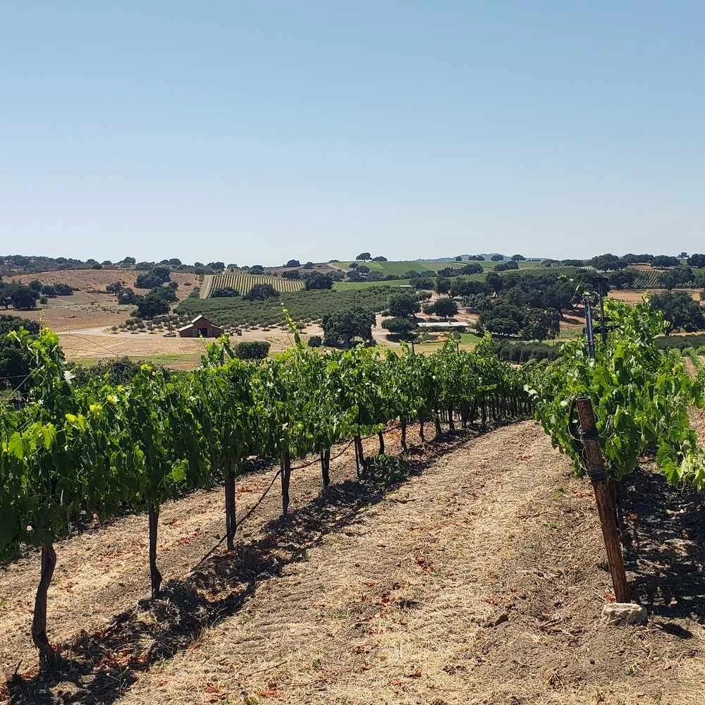 Vine rows above oak-dotted hills and a red barn, Santa Ynez Valley, Santa Barbara County, California.