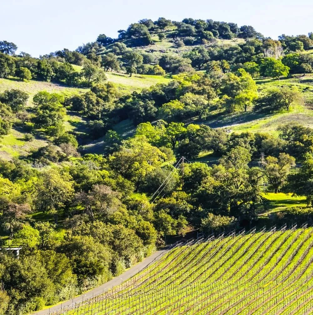 Napa Valley, Howell Mountain Vineyards, California, United States