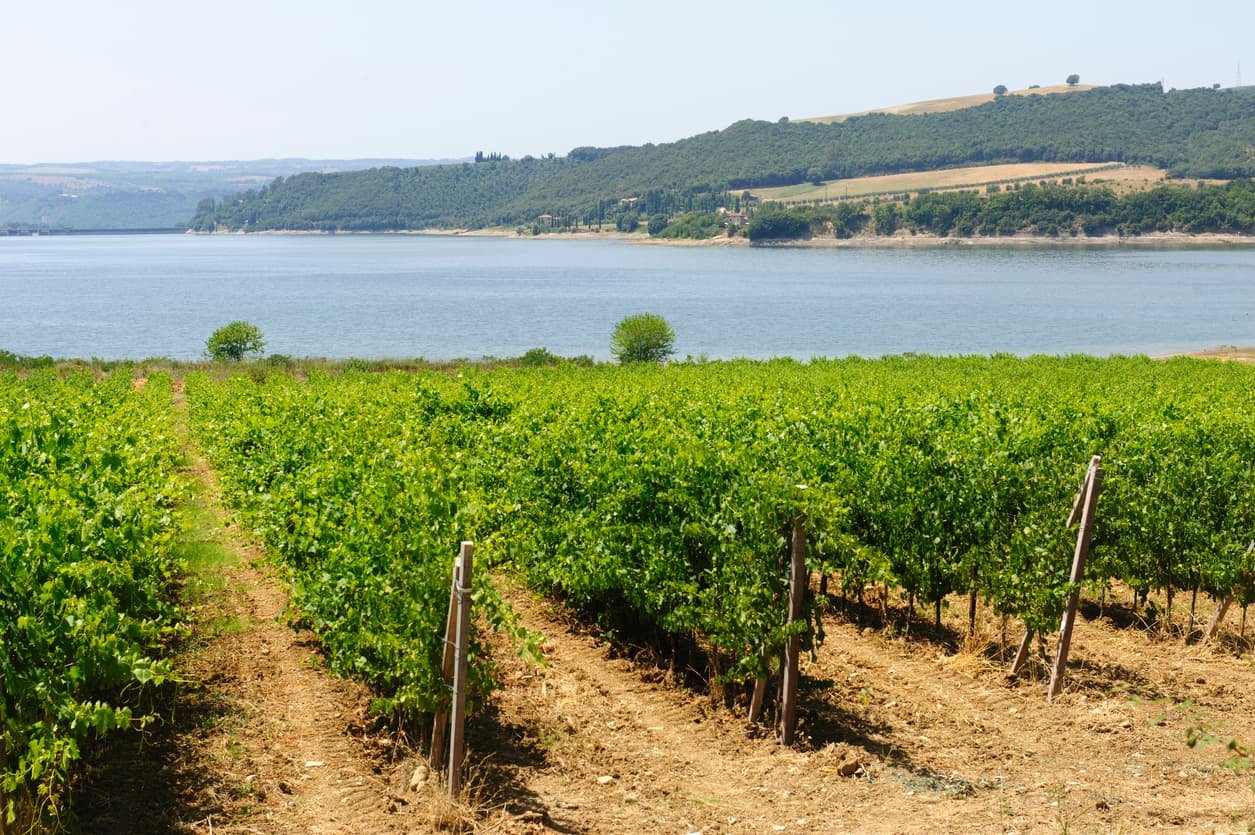 Vineyards on the shore of a lake near Orvieto, Umbria, Italy.