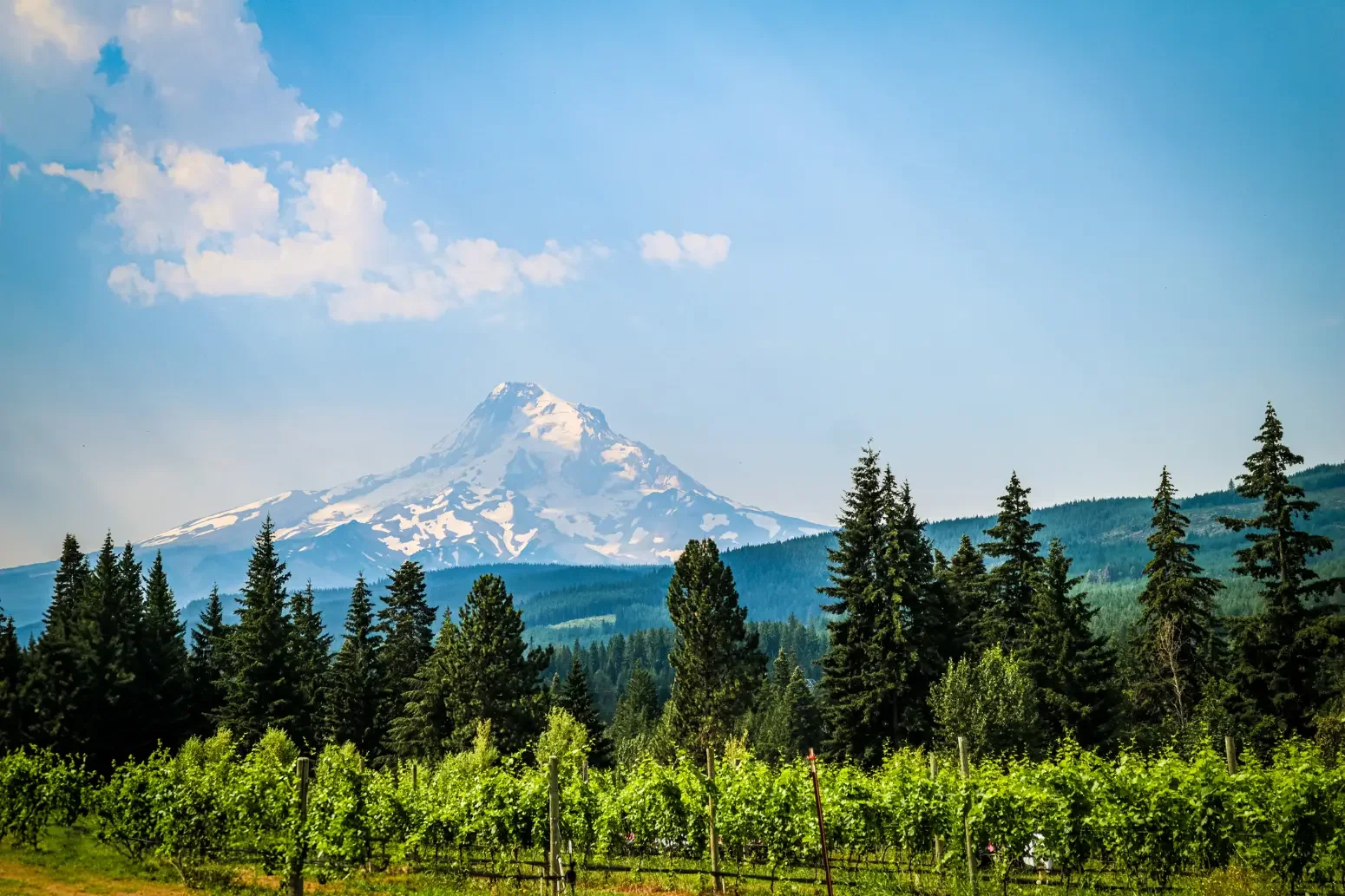 Vine rows below Mount Hood and Douglas fir forest, Willamette Valley, Oregon