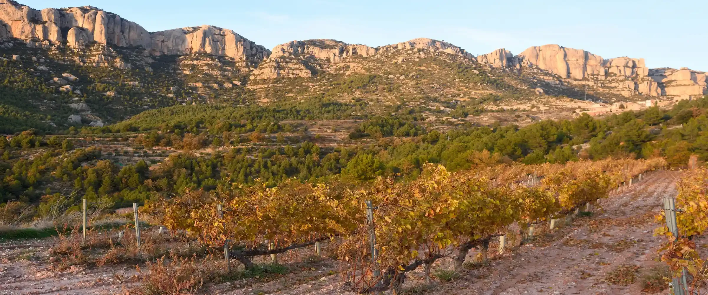 Priorat Vineayrd