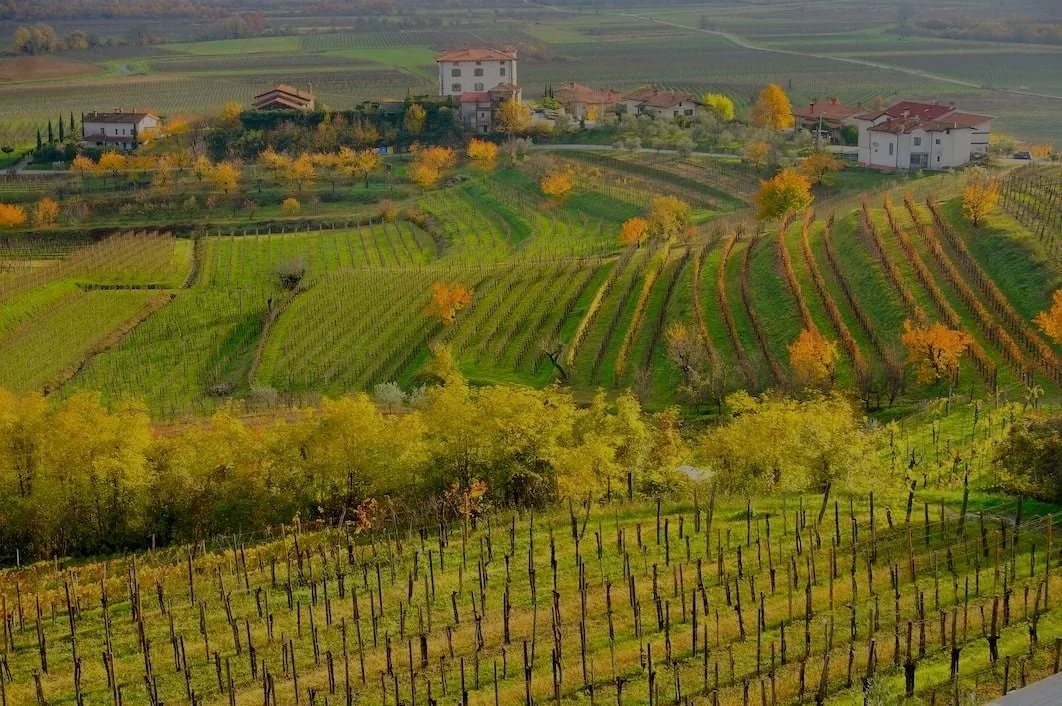 Vineyards on the hills of Collio in autumn, Friuli-Venezia Giulia, Italy