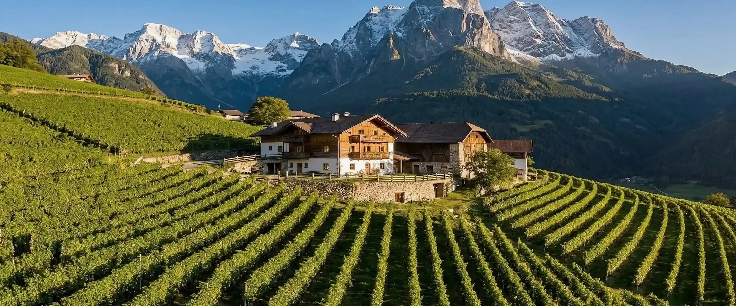 Alto Adige Vineyard