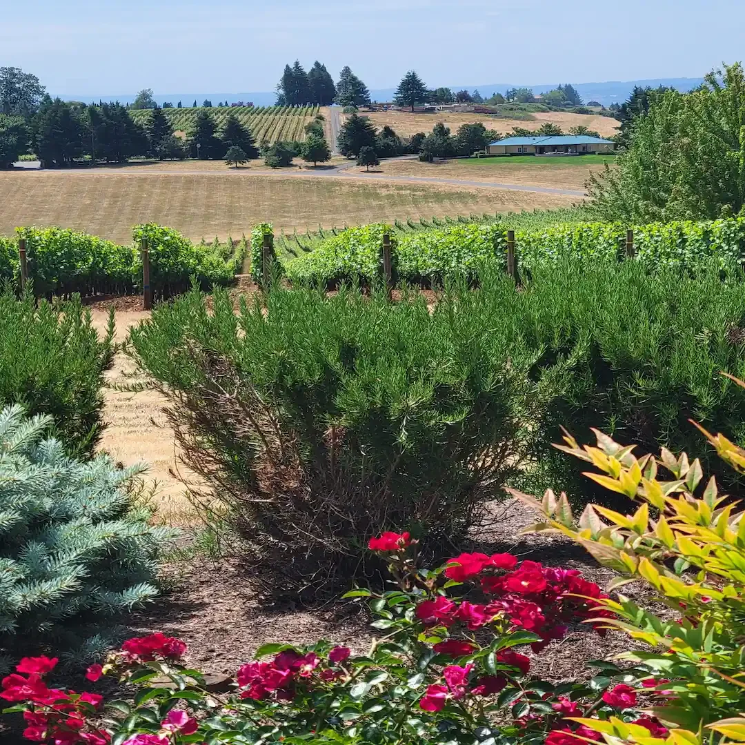 Oregon Garden Vineyard