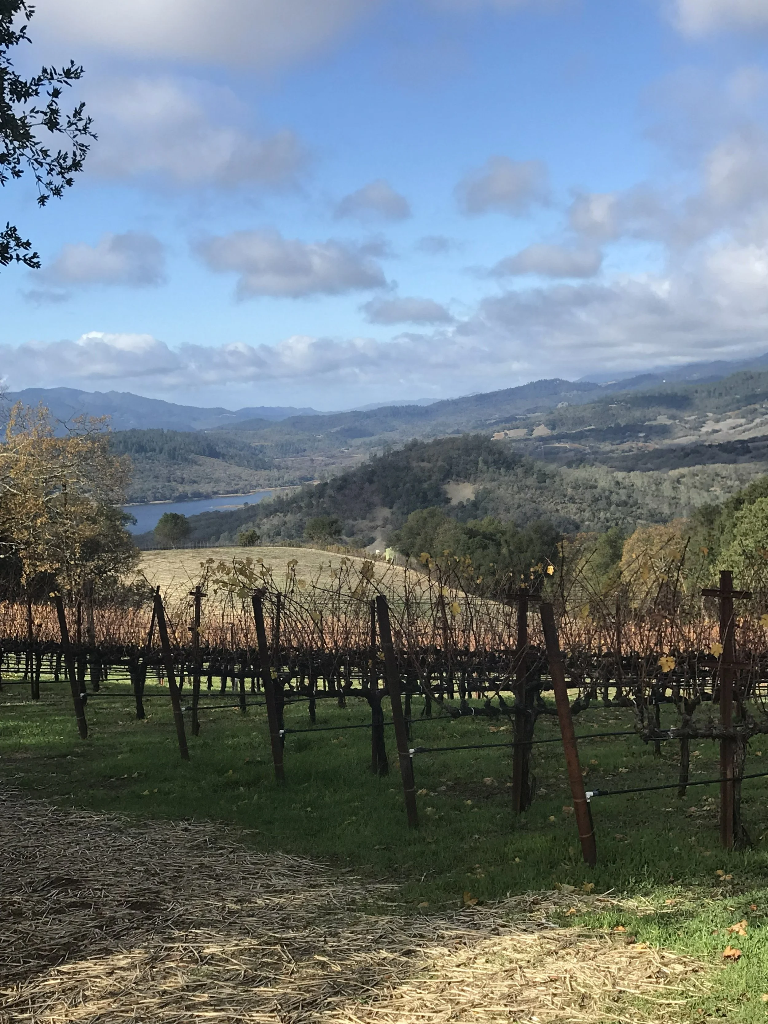Vine rows on Pritchard Hill, Chappellet Vineyard overlooking Lake Hennessey, Napa Valley, California