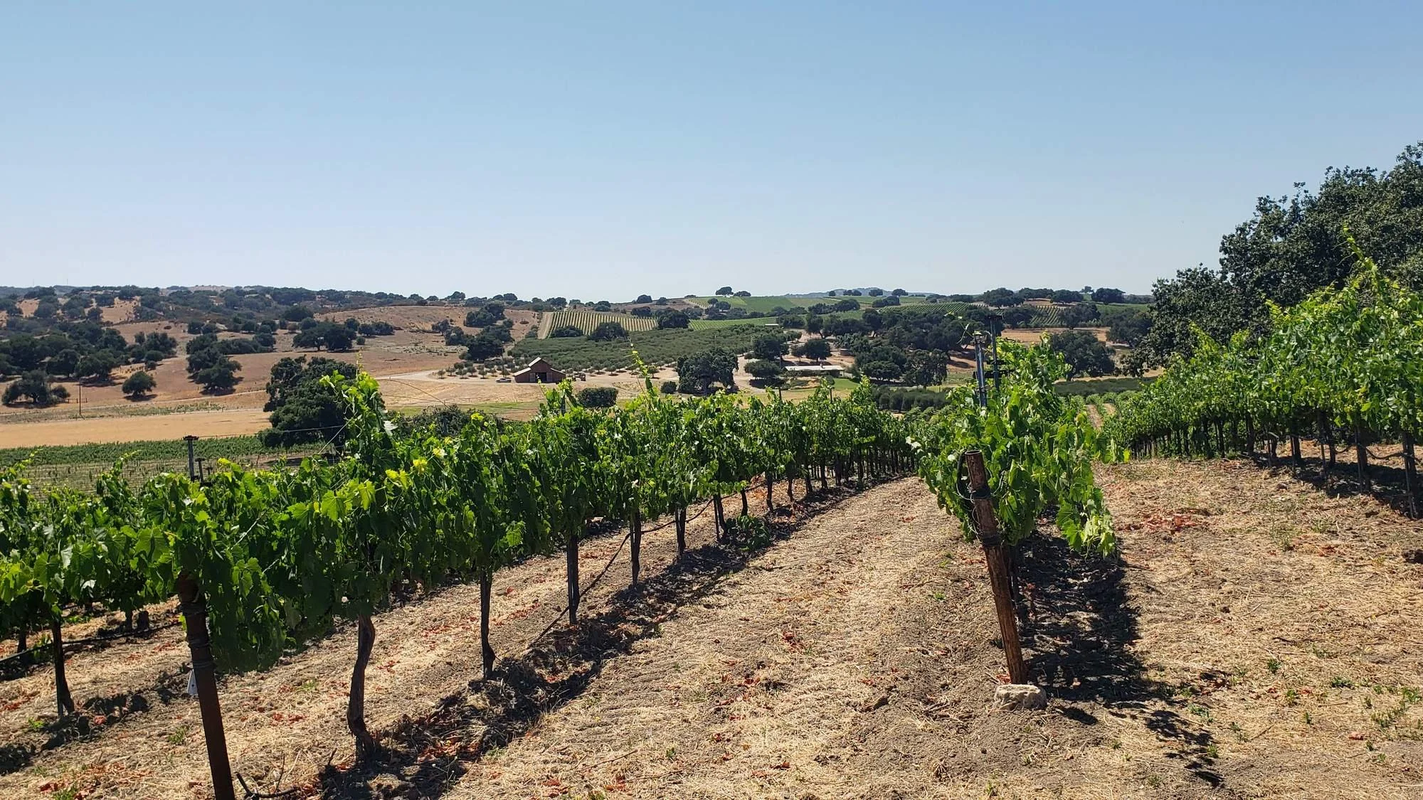 Vine rows above oak-dotted hills and a red barn, Santa Ynez Valley, Santa Barbara County, California.