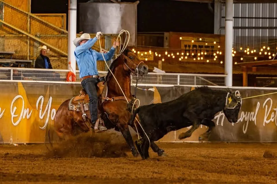 Rope horse (heel horse) stopping at rope horse futurity. Treated with lameness care by Dr. Pearce Sloan.