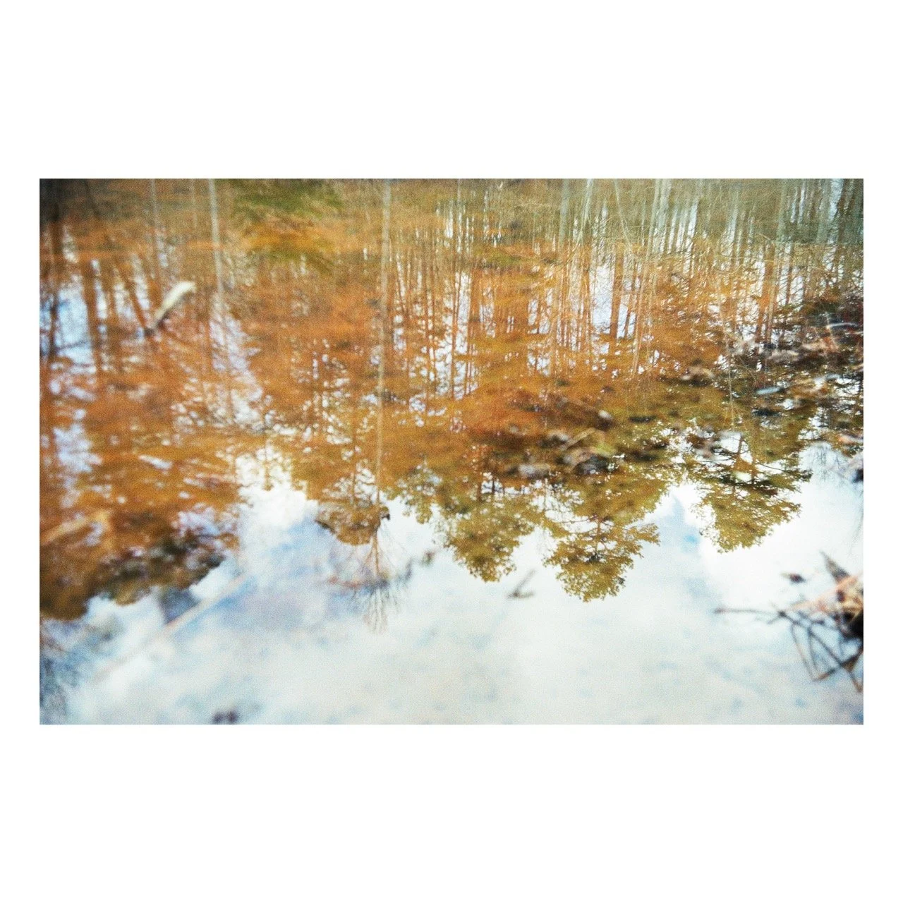Reflected view of trees with fall foliage in a calm pond