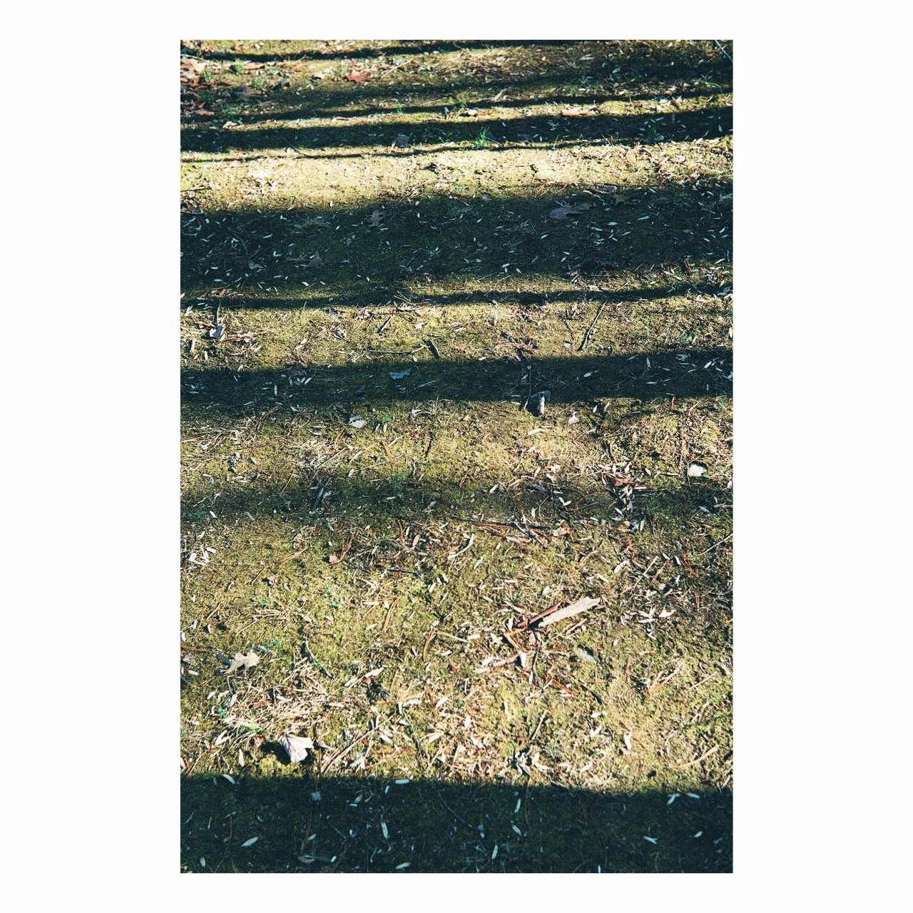 Sunlit forest floor covered with small twigs, leaves, and scattered bird feathers, with shadows cast by nearby trees.