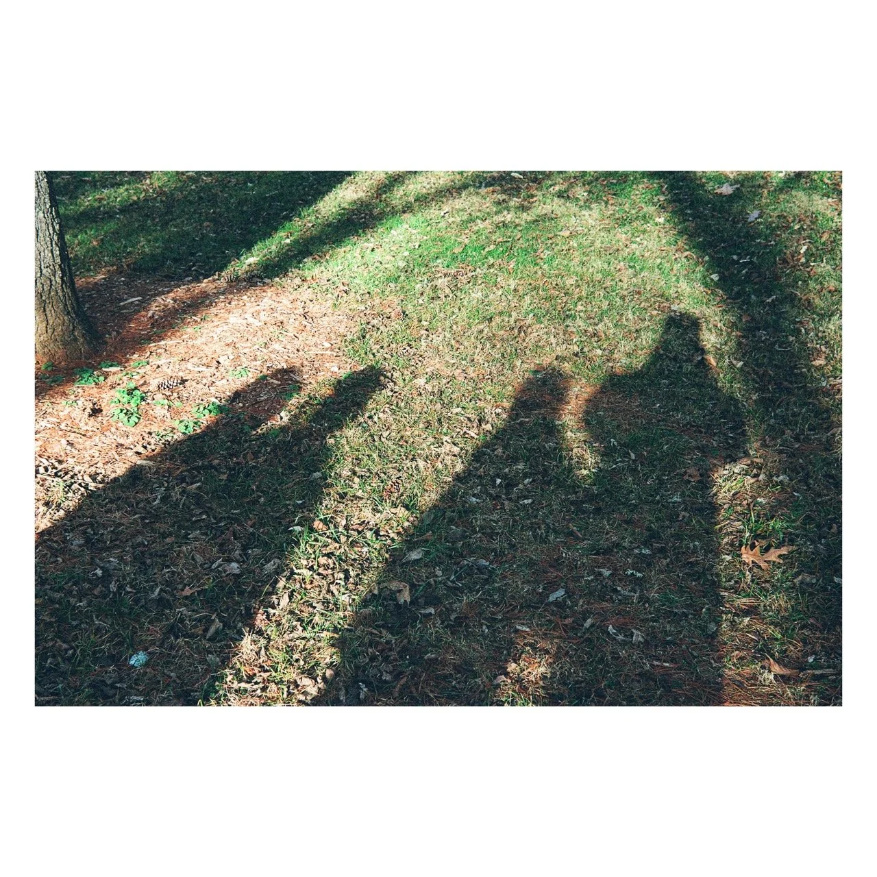 Shadows of a person and child with a dog cast on grass and dirt ground in a wooded area.