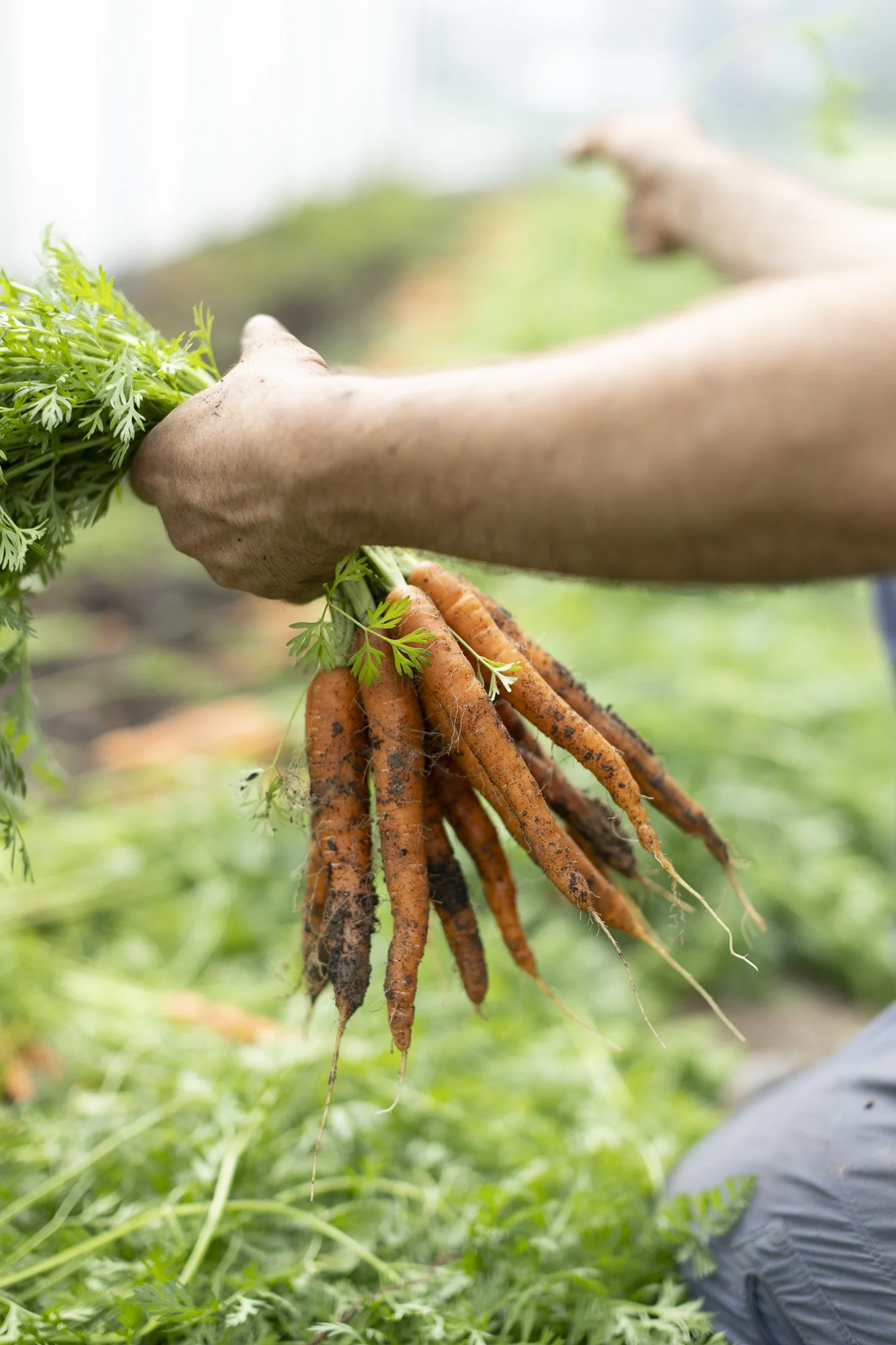 Editorial photography for September Sun Produce in Charlottesville, Virginia.
