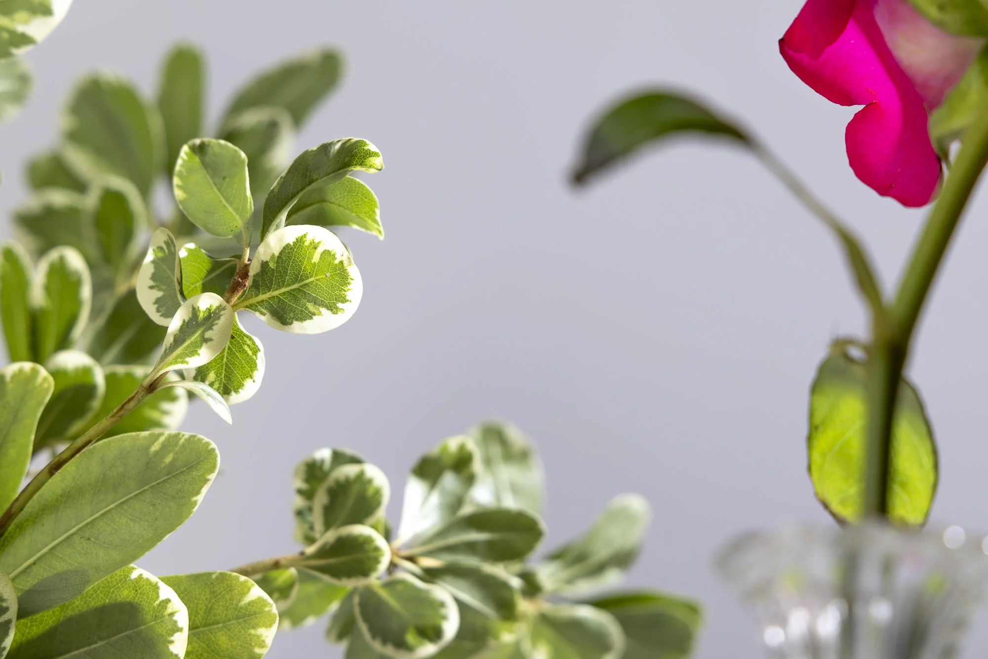 Styled commercial product photography for Gooch Gardener Candle Co.