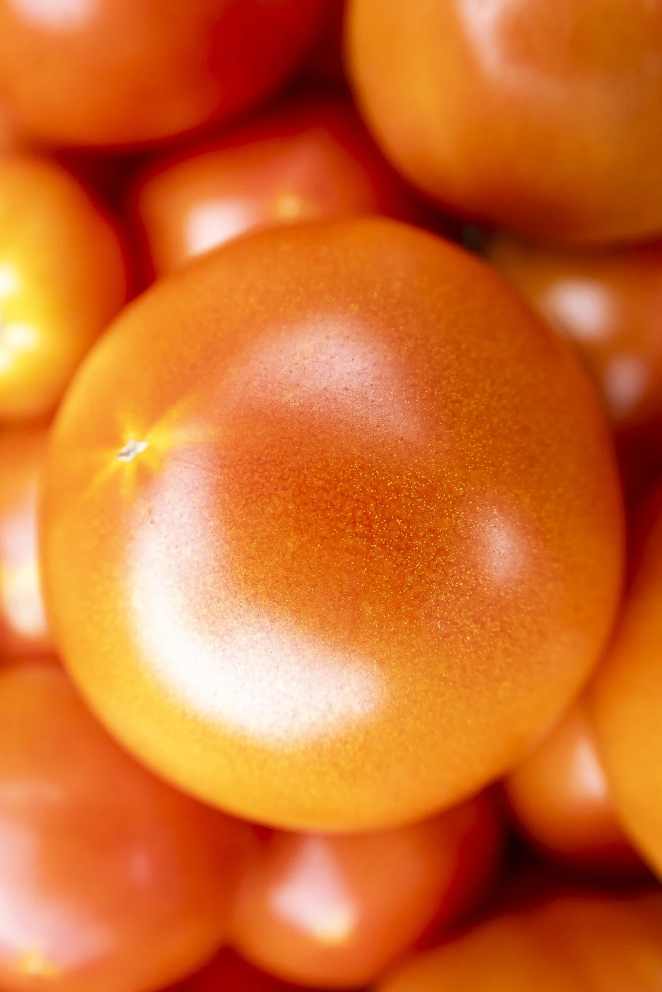 Editorial photography for September Sun Produce in Charlottesville, Virginia.