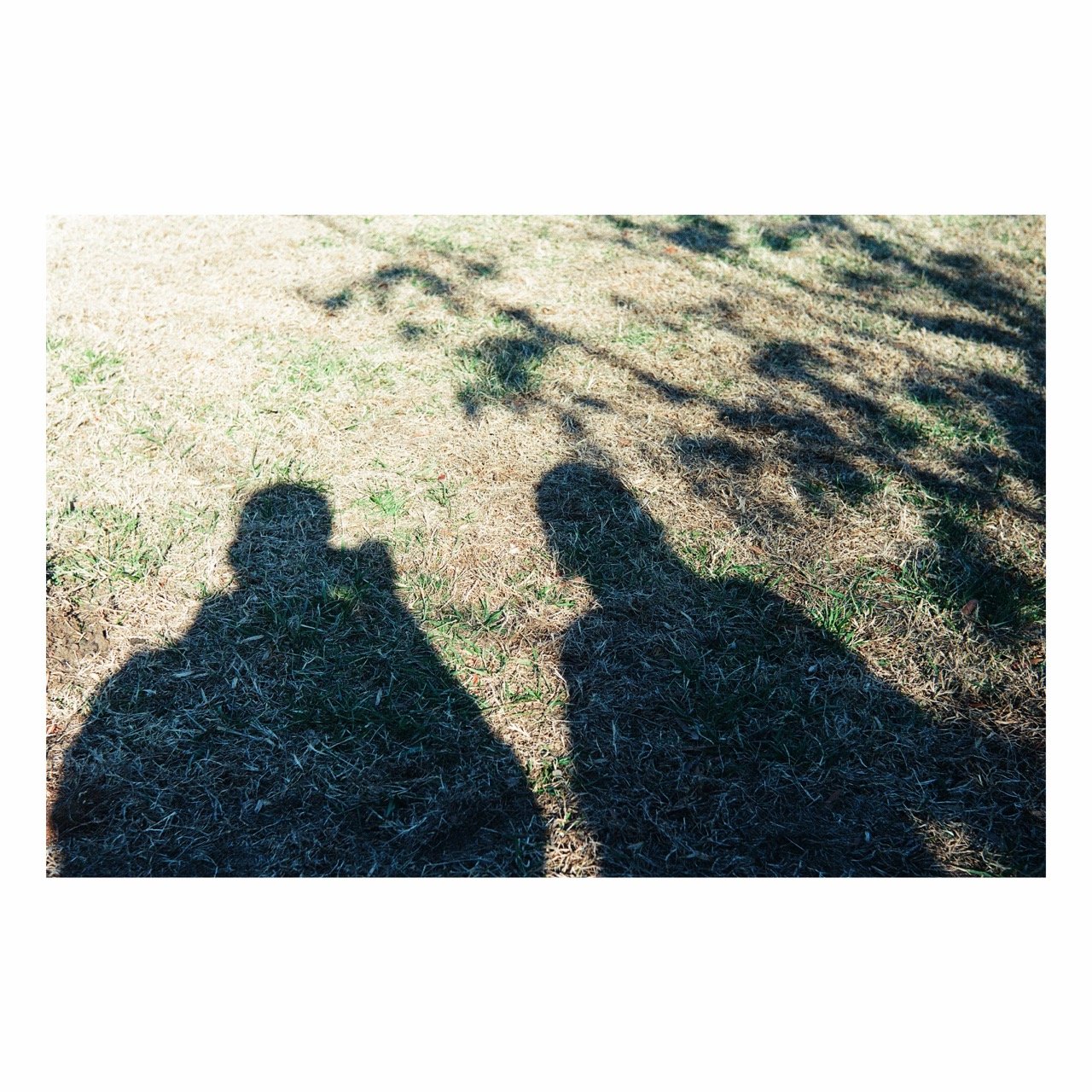 Shadows of two people and a tree on a grassy ground during the daytime.