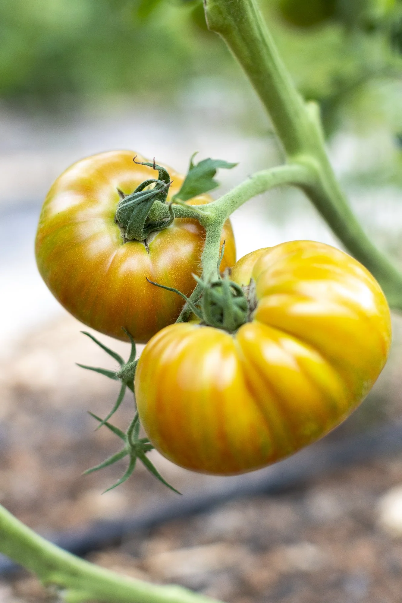 Editorial photography for September Sun Produce in Charlottesville, Virginia.