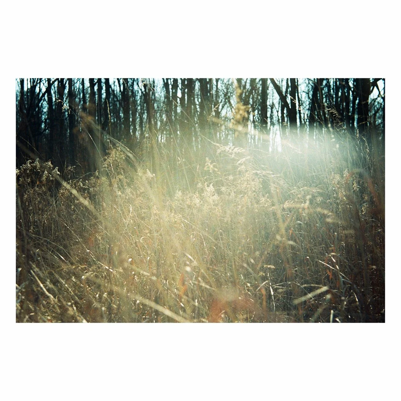 Sunlight filters through dried grass and tall weeds in a forest clearing, with leafless trees in the background.