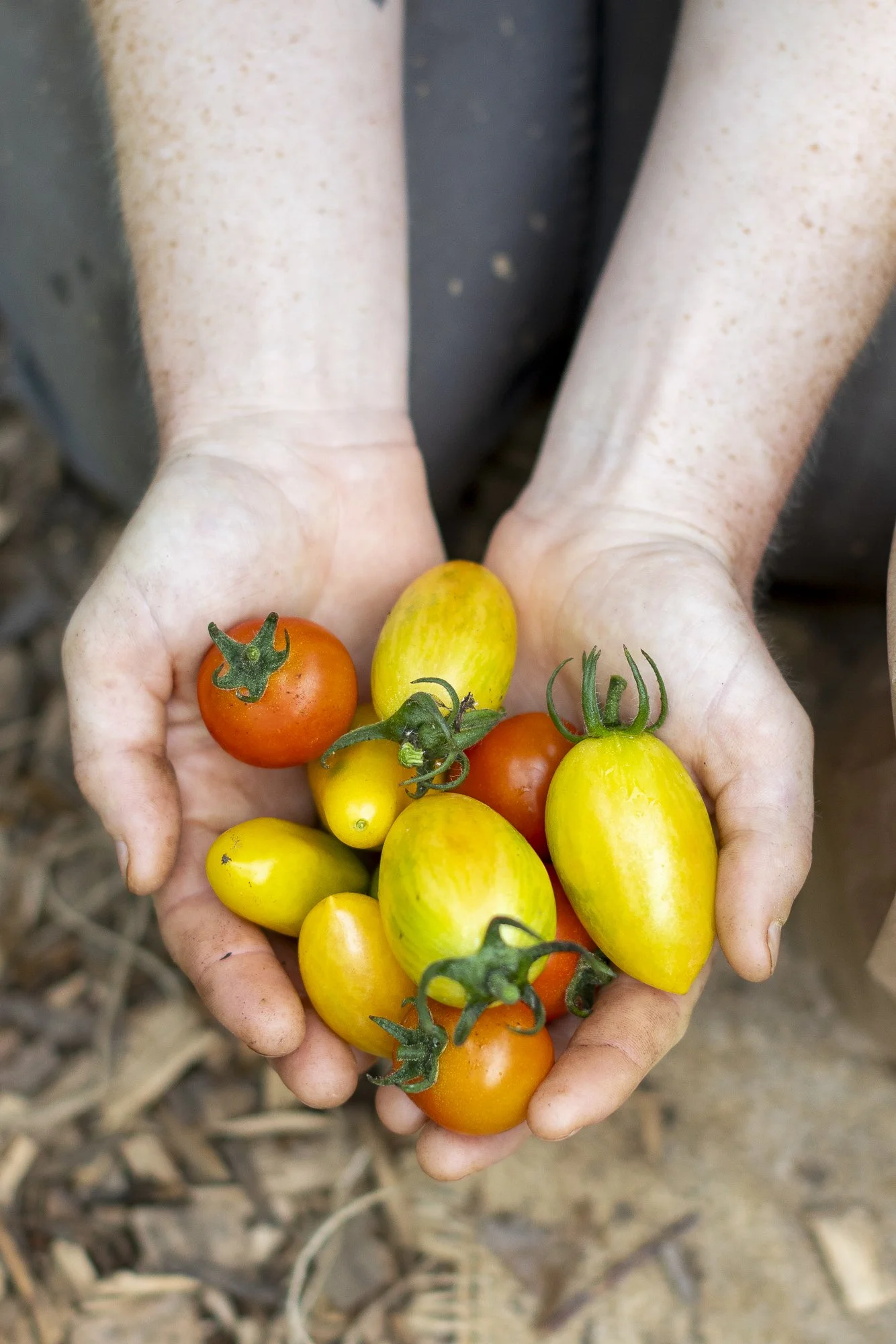 Editorial photography for September Sun Produce in Charlottesville, Virginia.