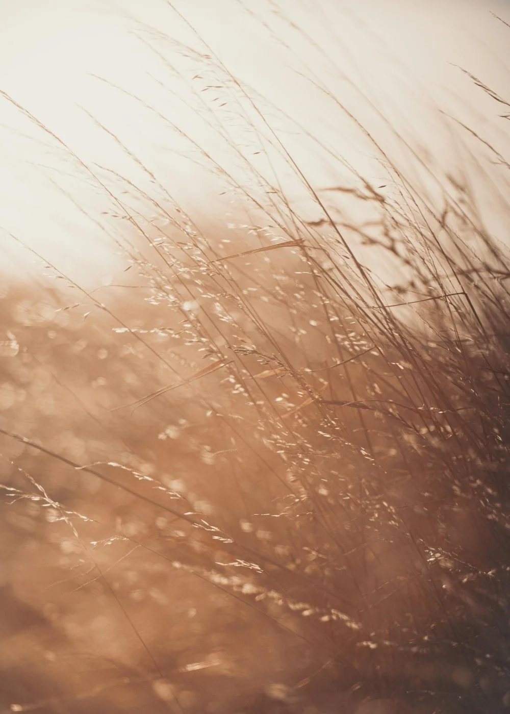 Close-up of tall dry grass swaying in the wind during sunset or sunrise, with a warm, soft lighting.