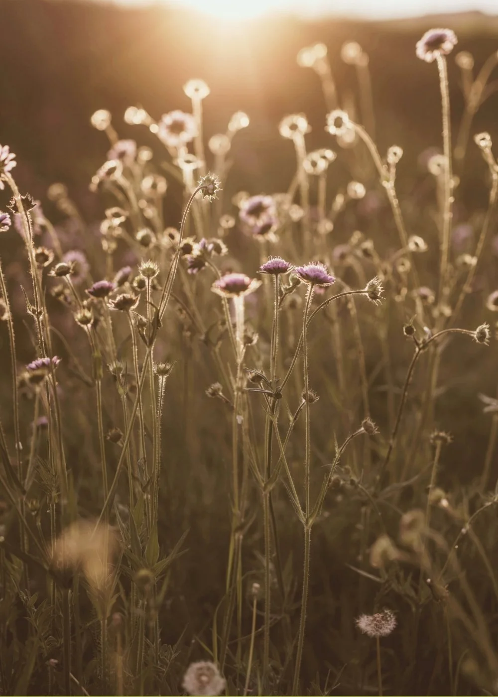 Field of wildflowers with pink blossoms, backlit by the setting sun, creating a warm, golden glow.