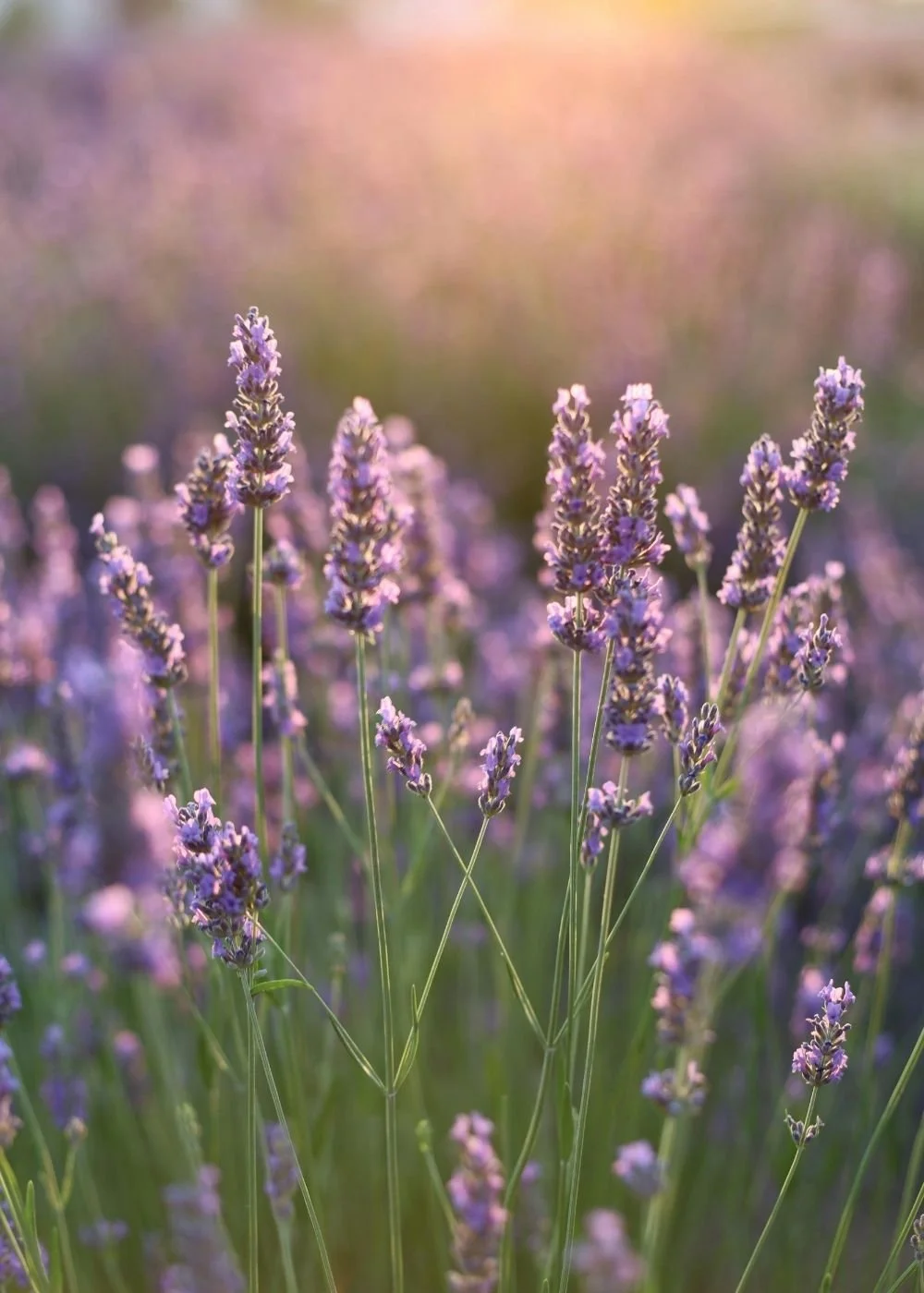 Lavender flowers in a field with soft sunlight and blurred background.