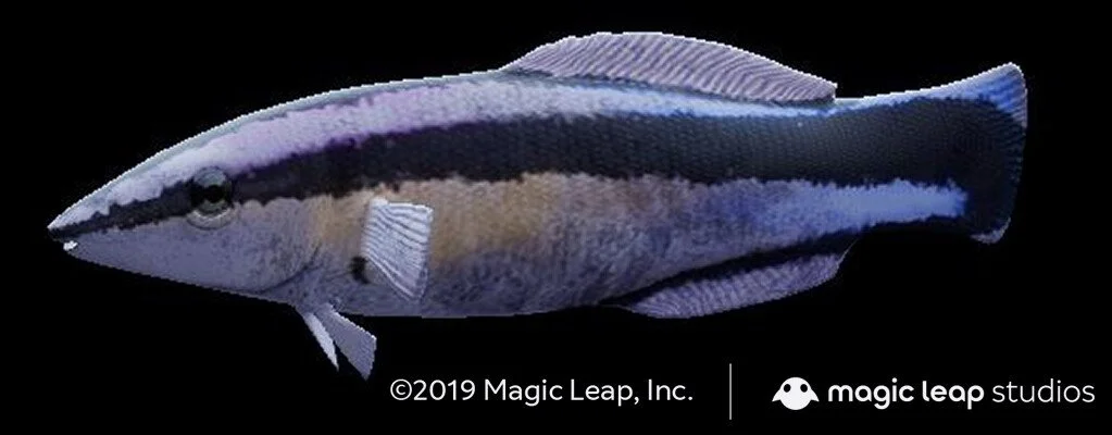 udell-infante-us-cleaner-wrasse.jpg