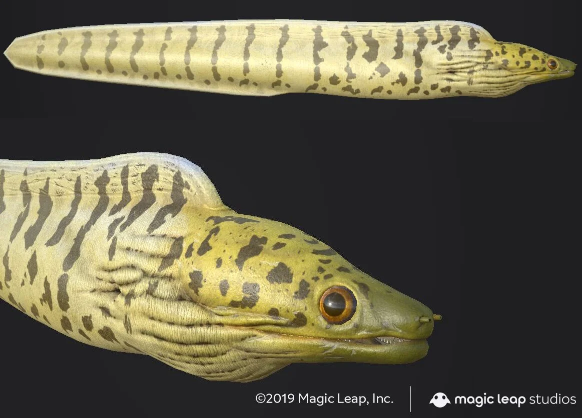 udell-infante-us-moray-eel-2.jpg