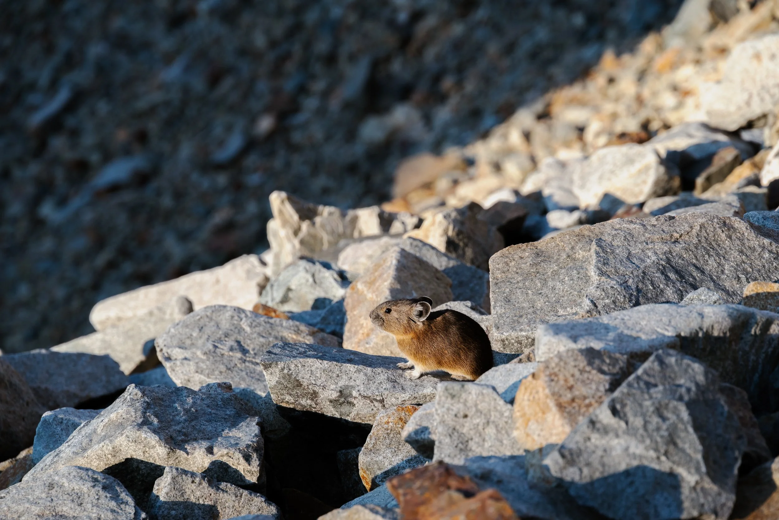 DSC_9238.jpg