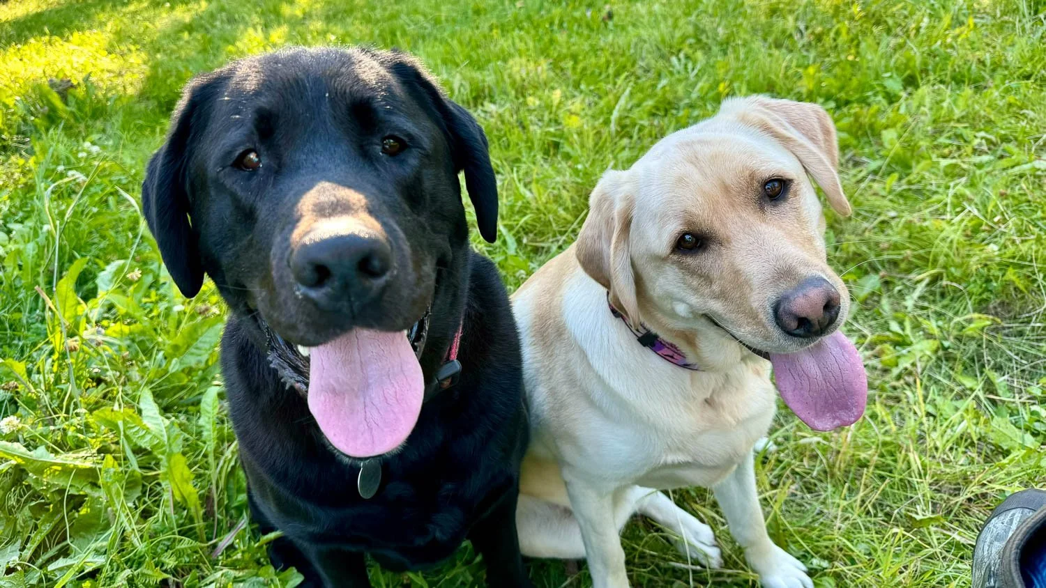 Greeters Big Papi and Minni