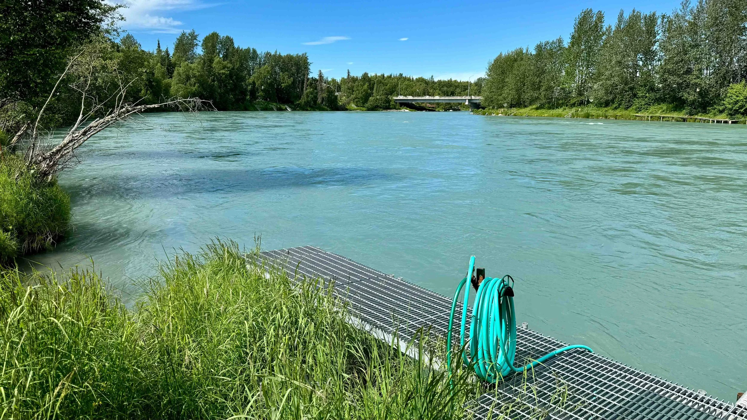 Oh the aquamarine teeming with life...