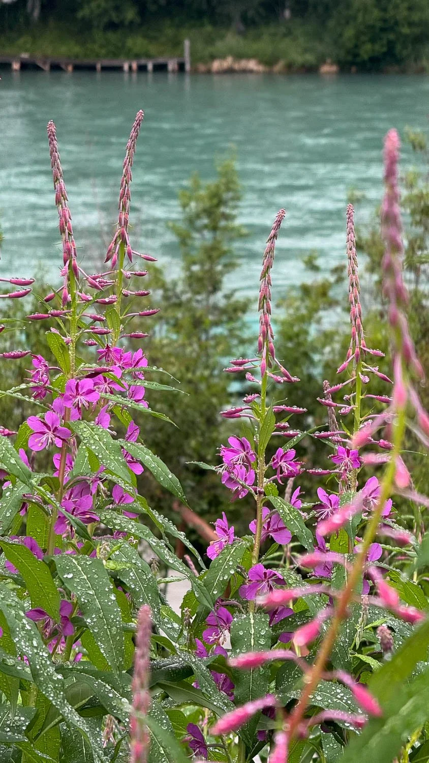 Summertime in Alaska