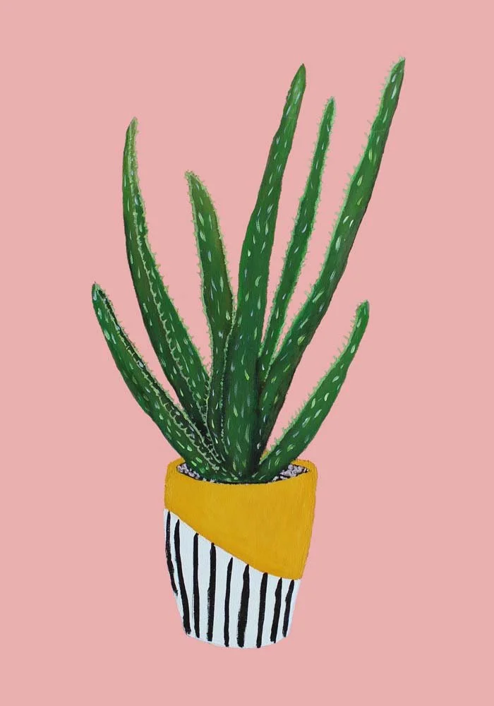 pink aloe plant1-pink wide_mockup.jpg