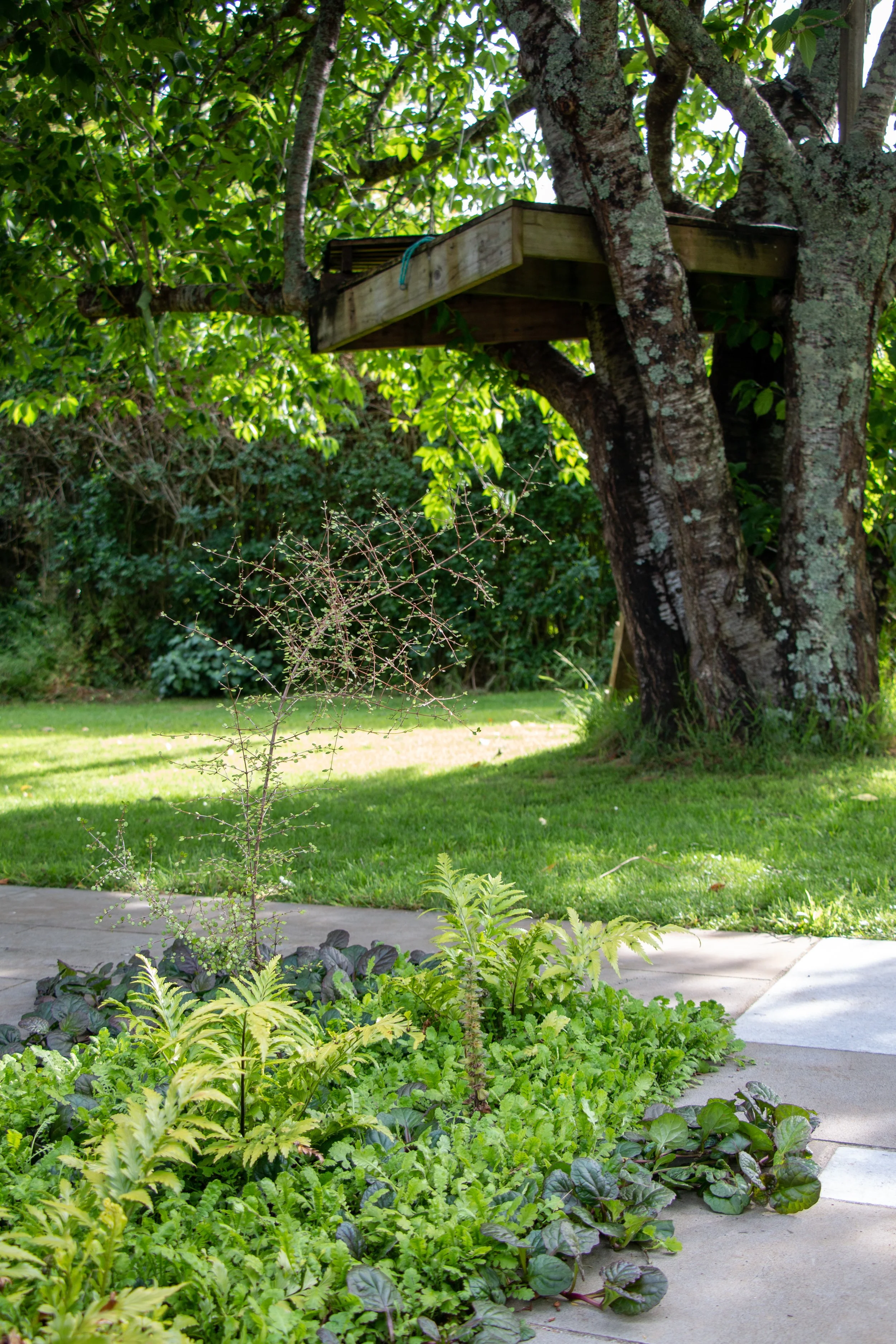 Treehouse platform built on a large tree with green leaves, situated over a grassy yard with plants and a walkway.