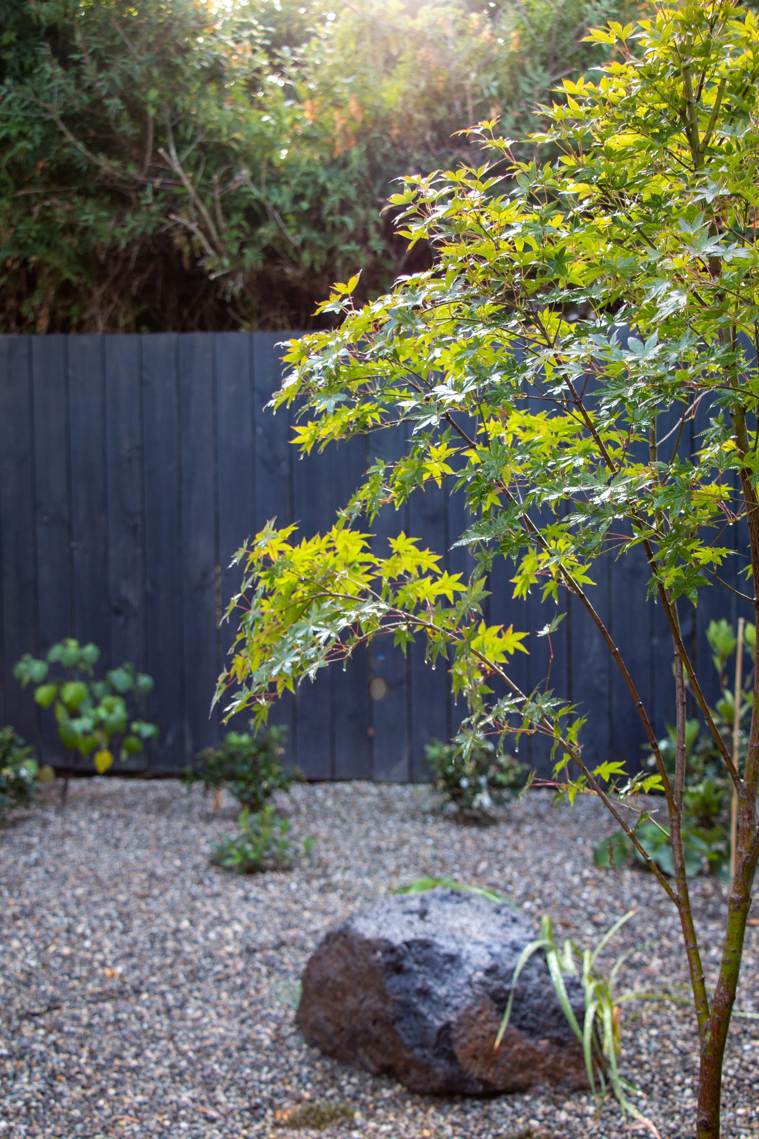 Zen garden with green leafy plant, rocks, gravel, and a dark fence.