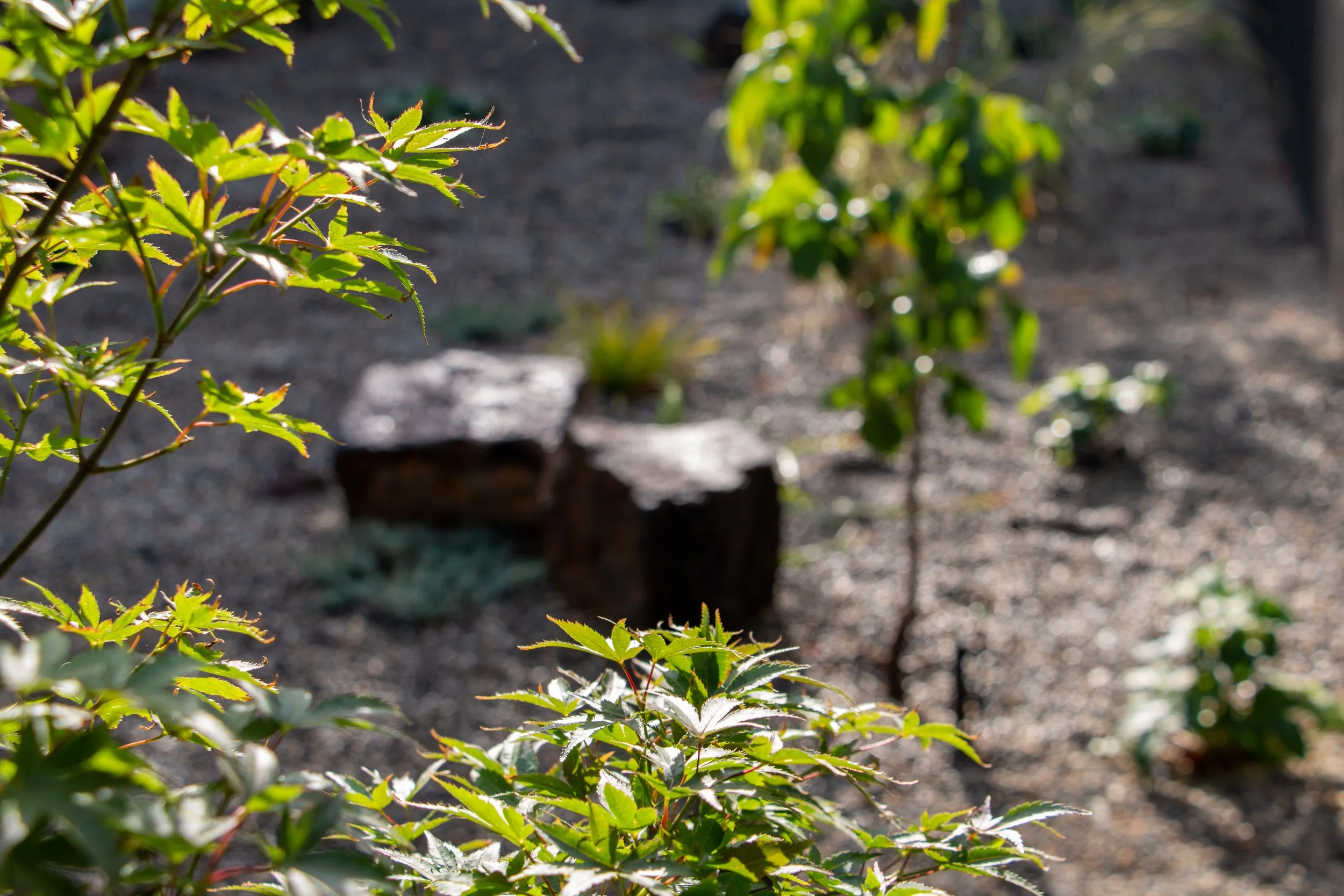 A garden scene with green leafy plants, some with jagged leaves, and a blurred background of soil and small shrubs, with sunlight illuminating the leaves.