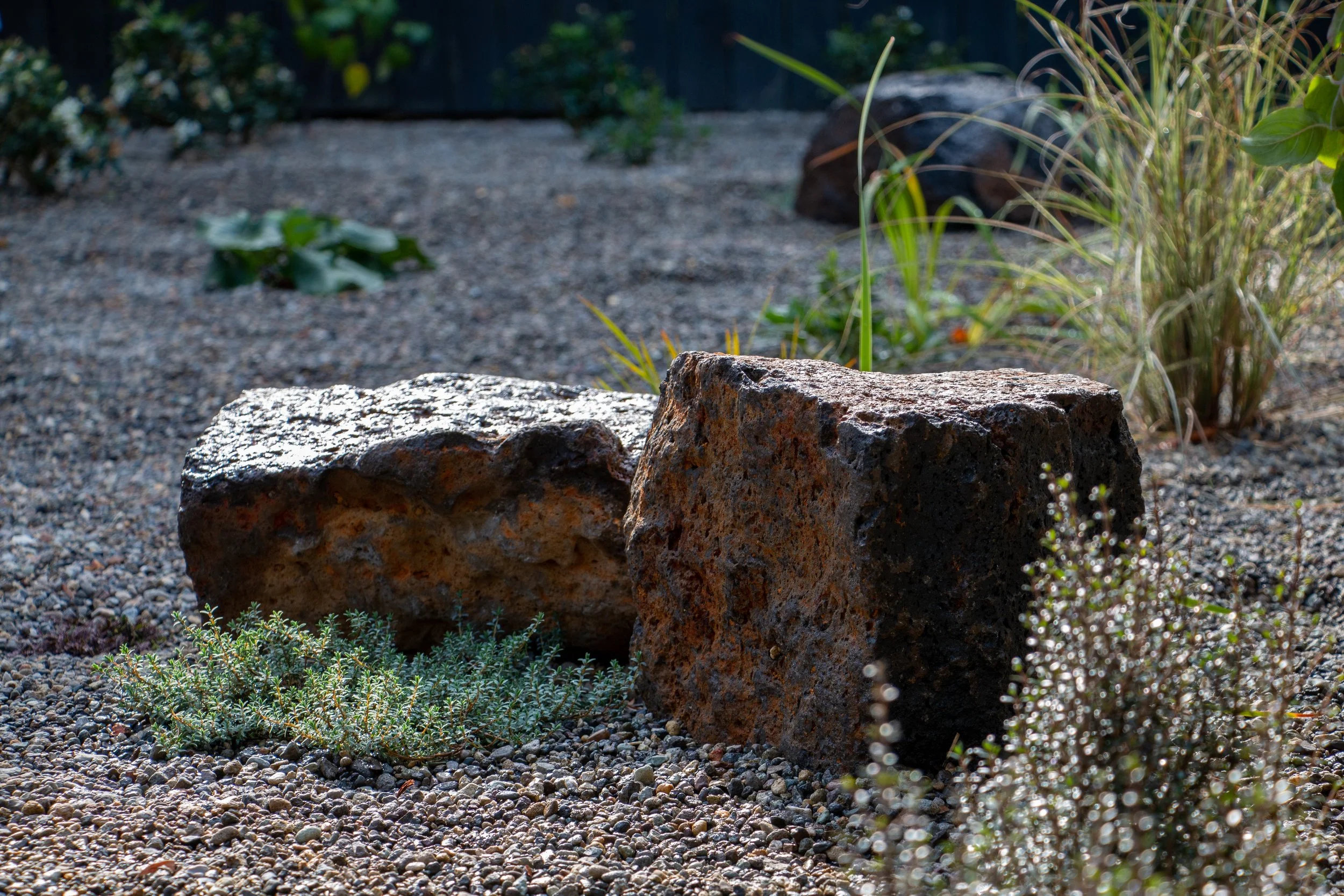 A garden with gravel ground, two large rocks, and various small plants and grasses, with sunlight casting shadows.