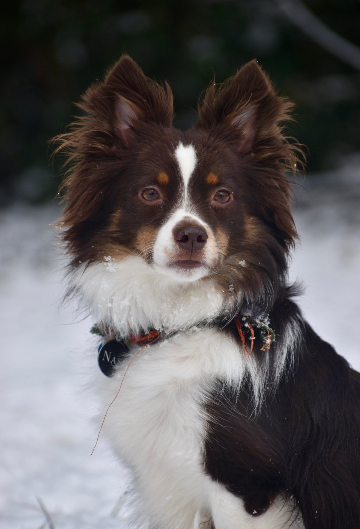 A dog with a brown and white coat sitting in the snow with a dark blurred background.