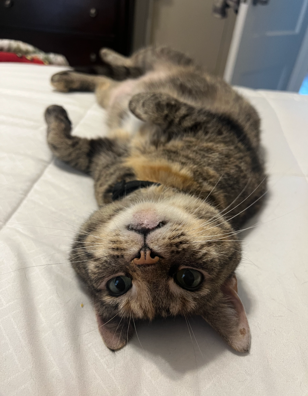 A tabby cat with a collar lying on its back on a white surface, looking up at the camera with wide eyes.
