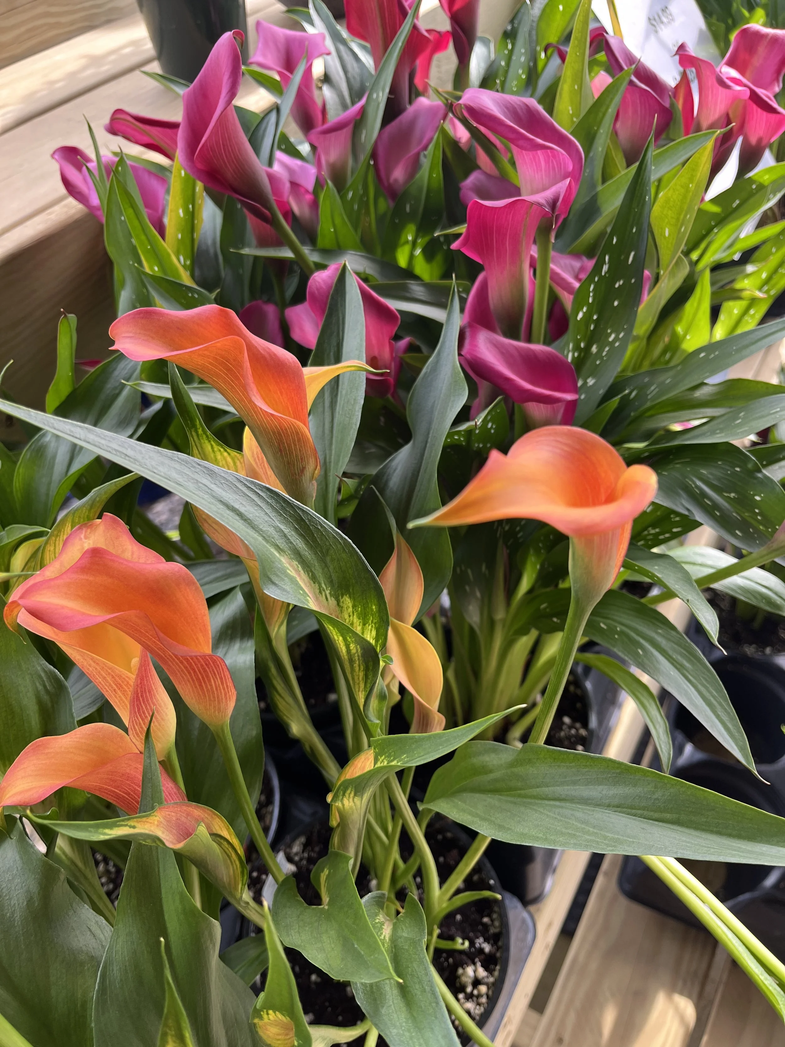 Calla Lilies