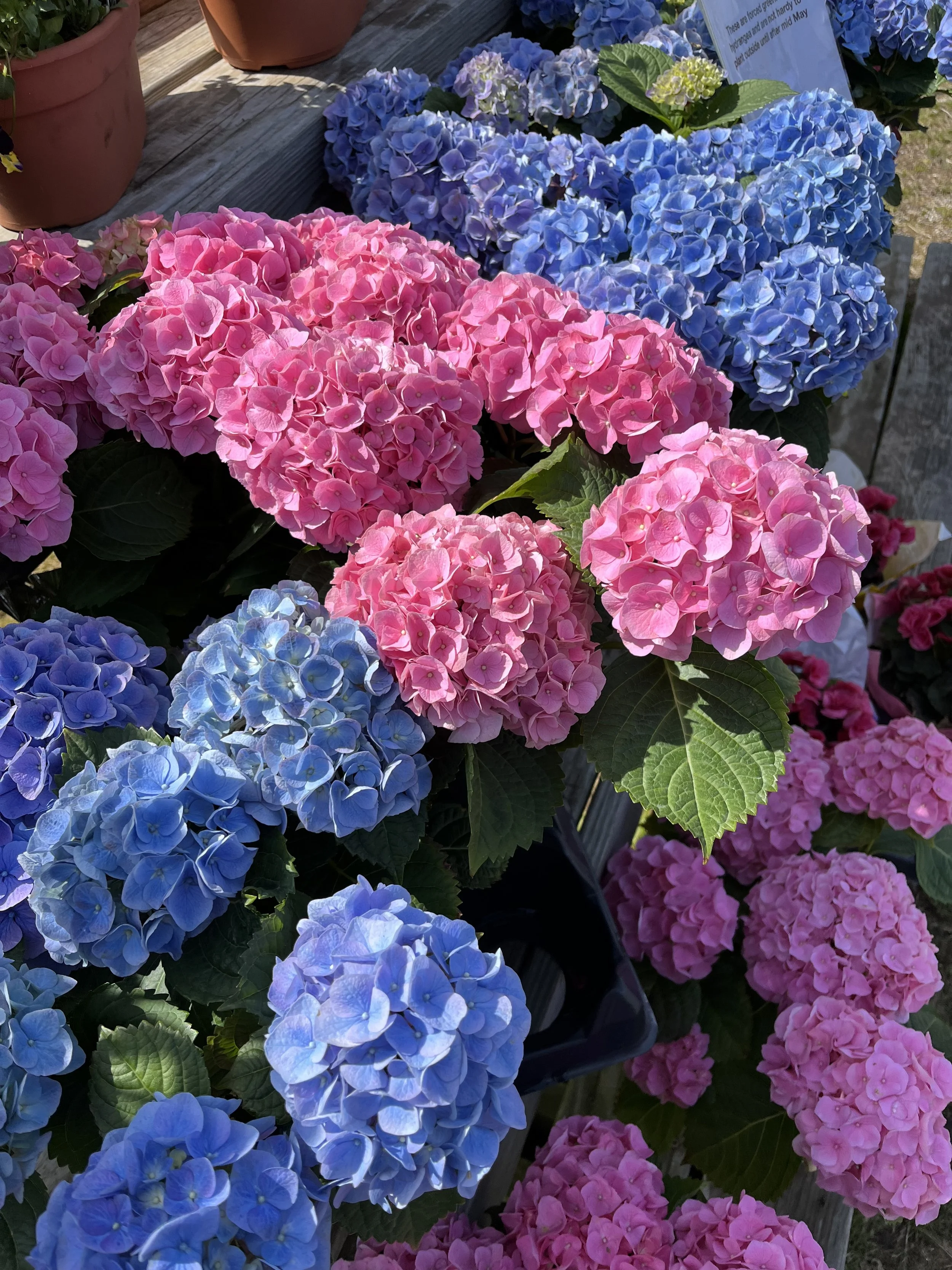 Hydrangeas