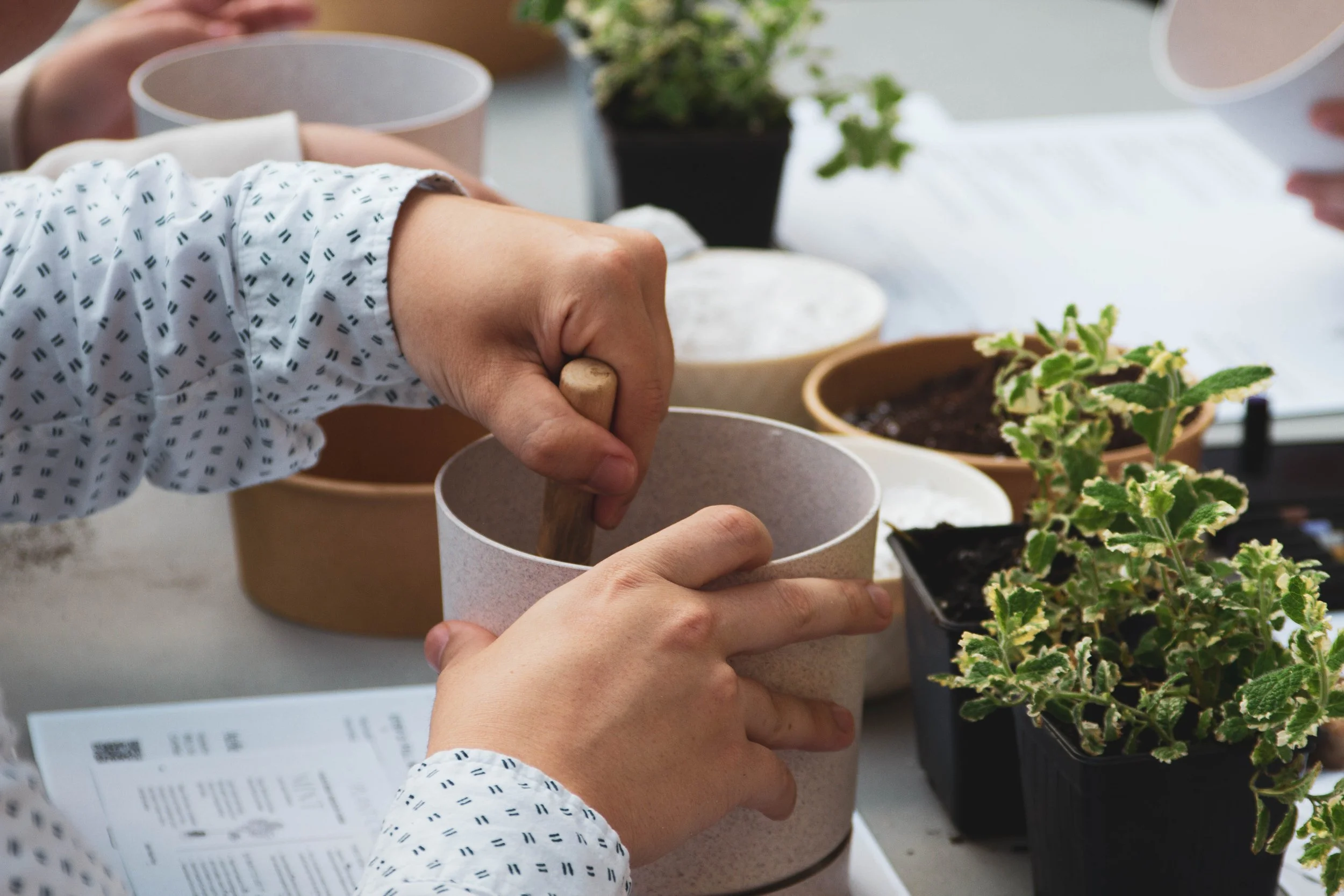 People planting and potting small flowering plants in containers on a table.
