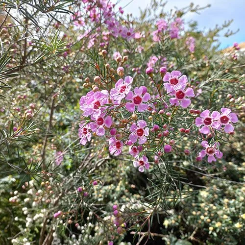 Pink and purple flowering plants with green leaves under a partly cloudy sky.