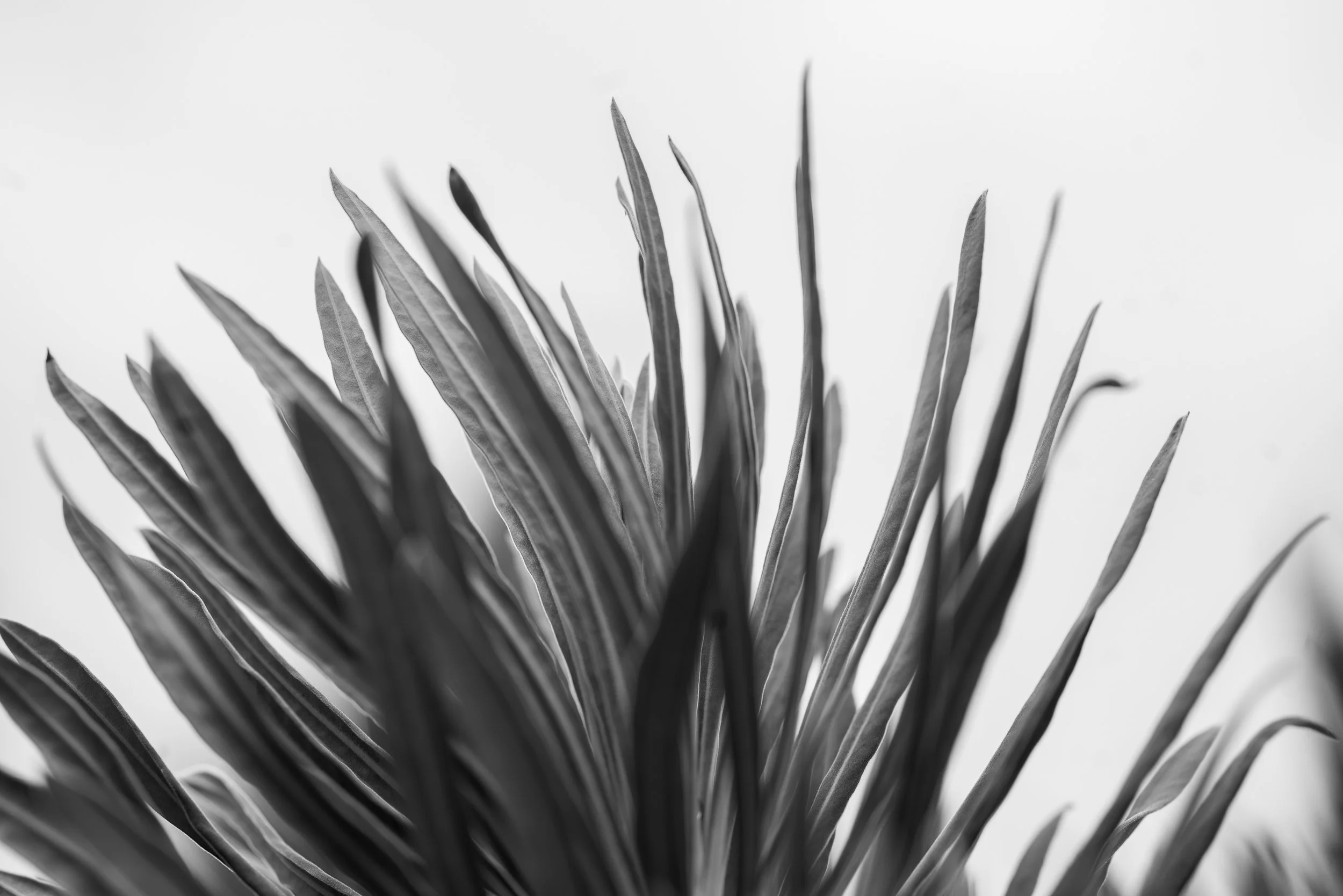 Botanical-8.jpg