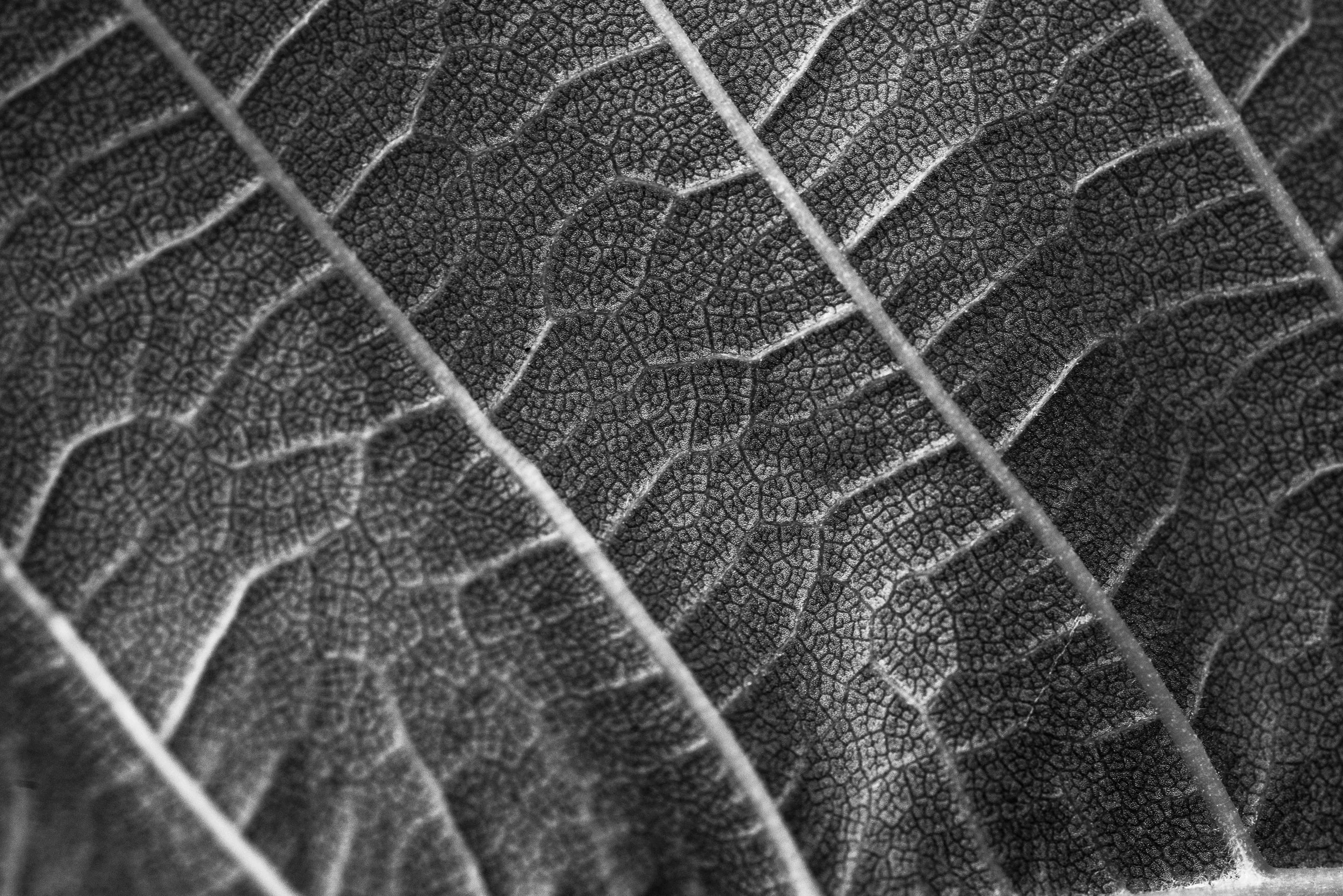 Botanical-45.jpg