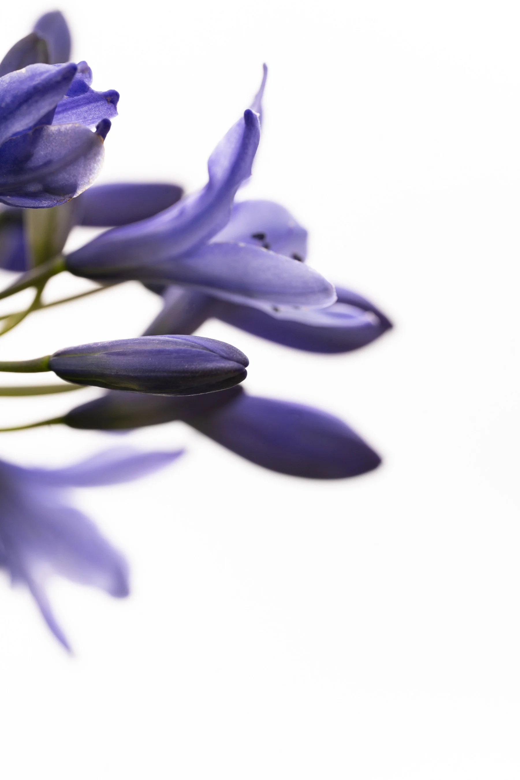 Botanical-3.jpg