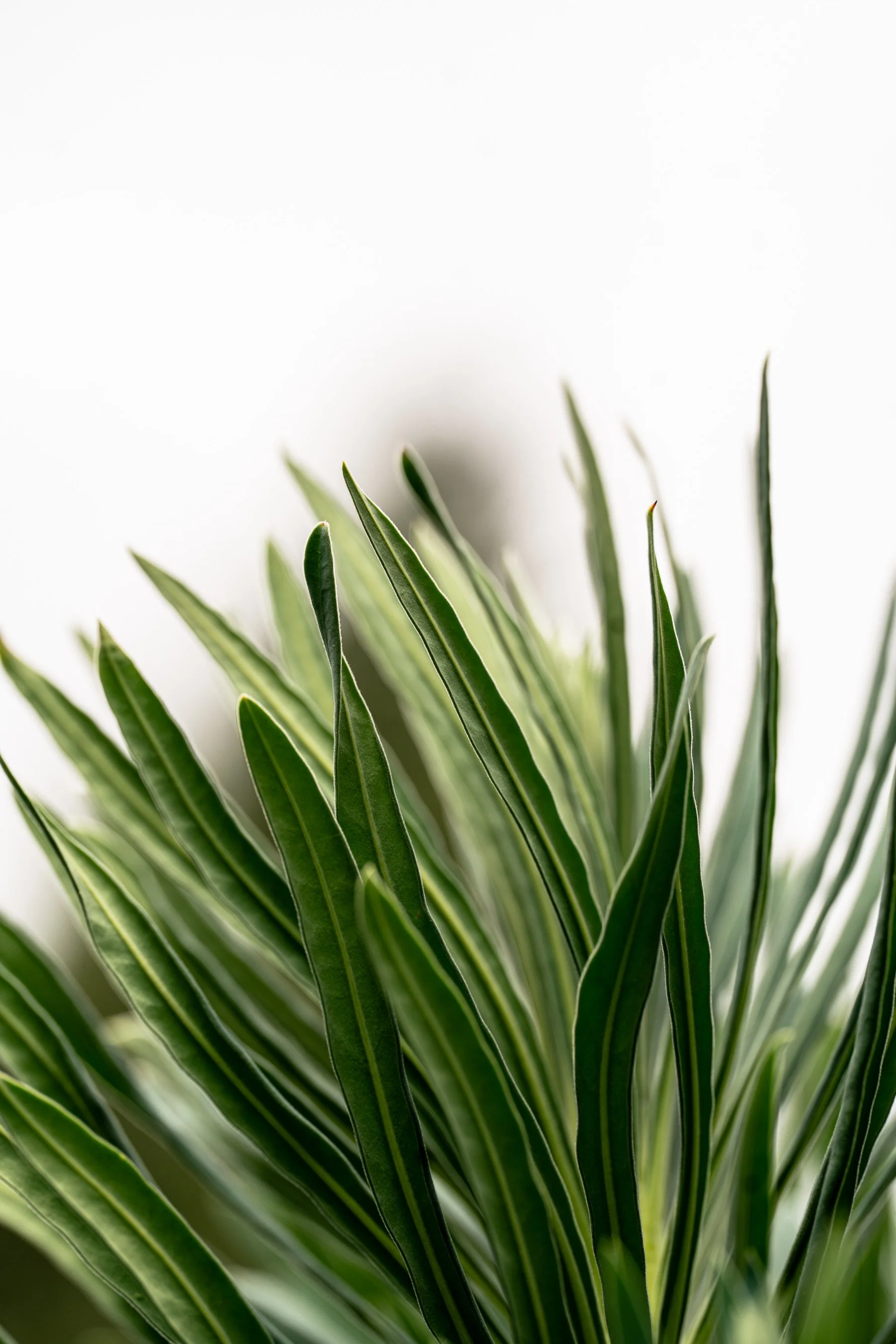 Botanical-6.jpg