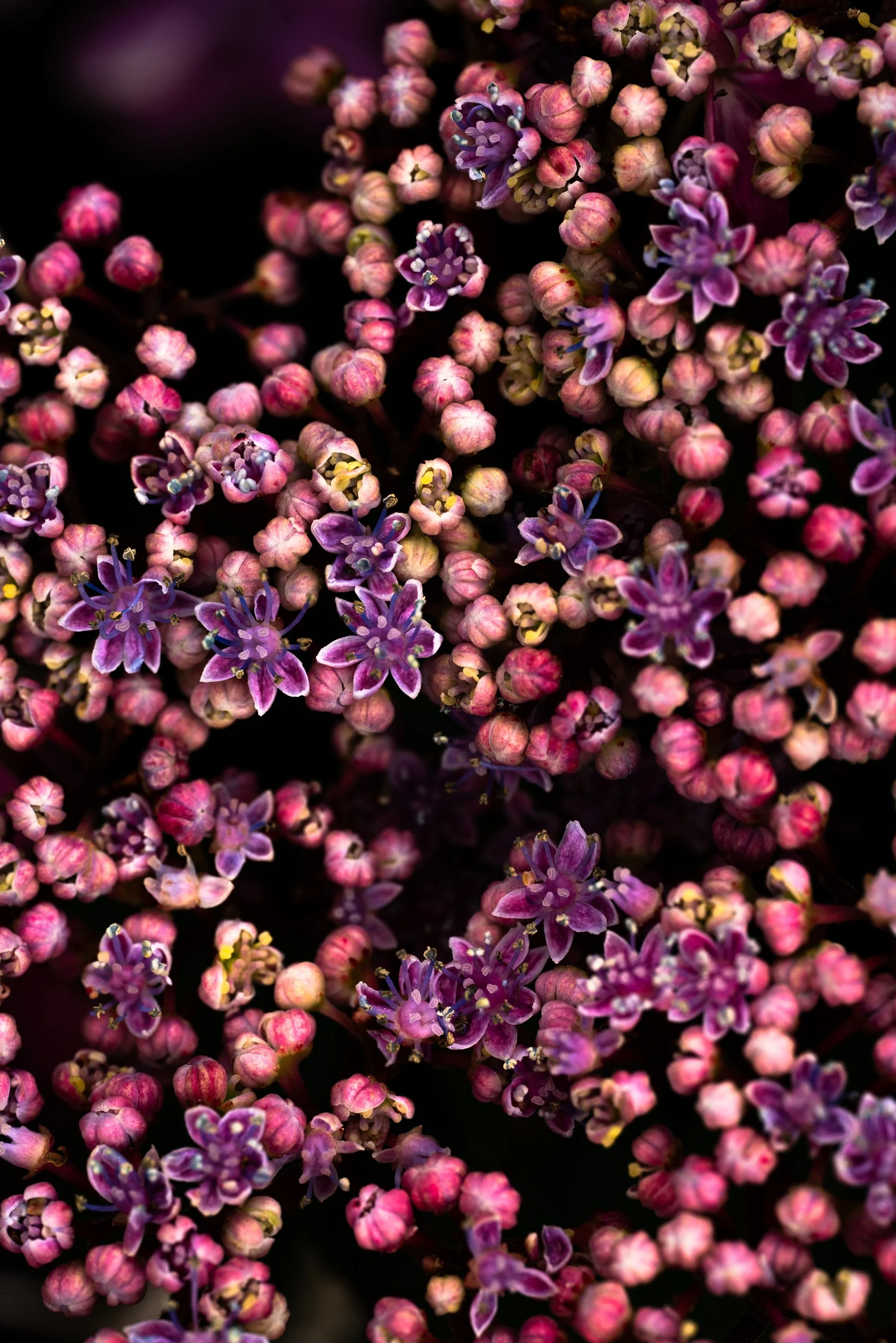 Botanical-34.jpg
