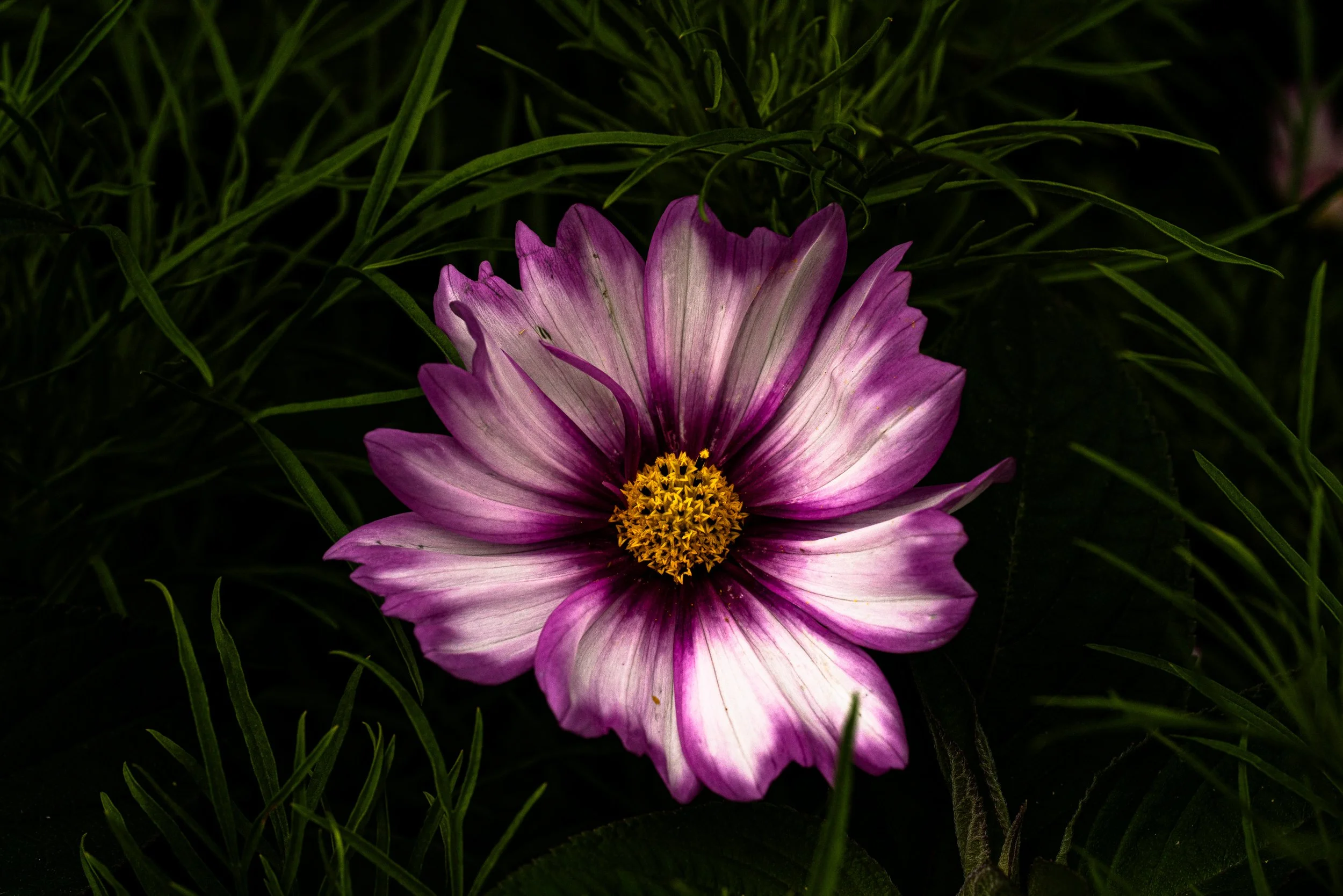 Botanical-27.jpg
