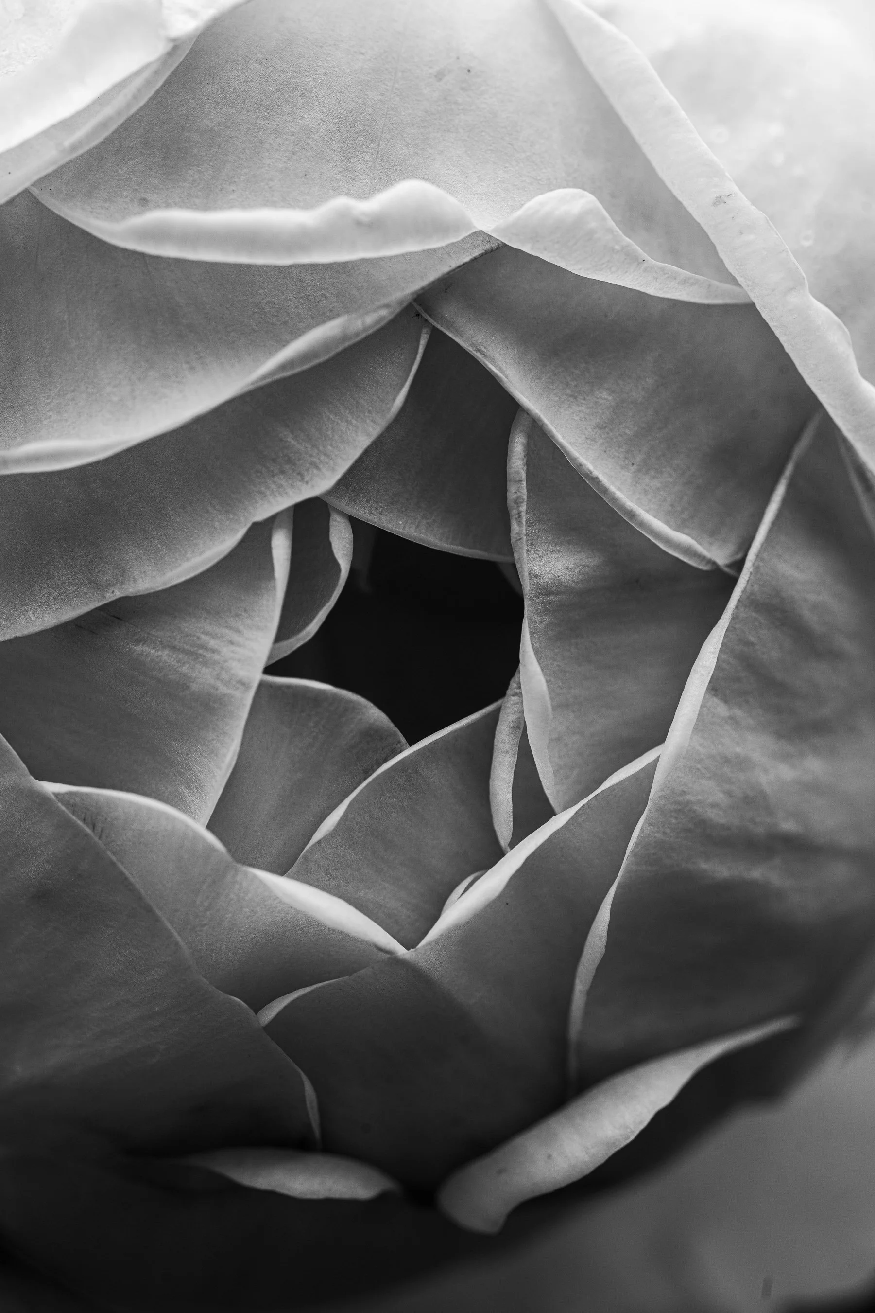 Botanical-9.jpg
