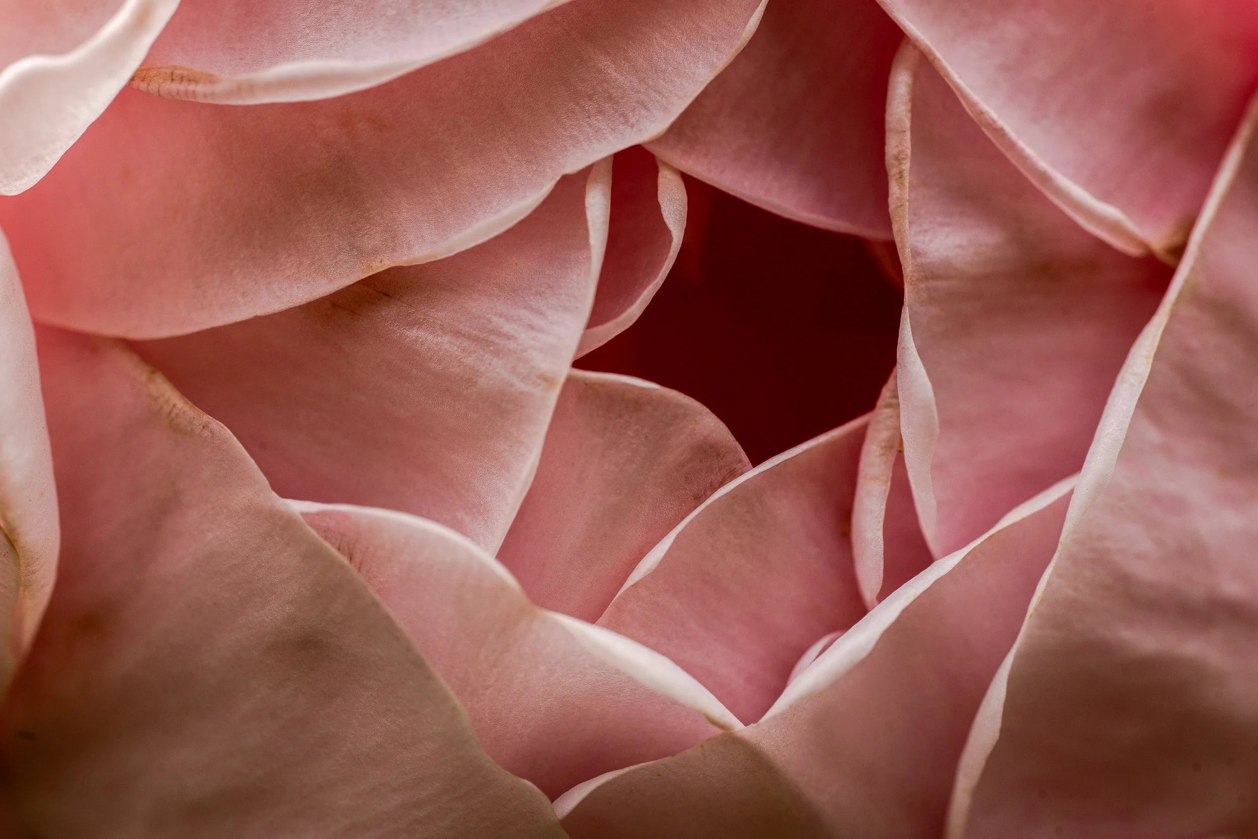 Botanical-11.jpg