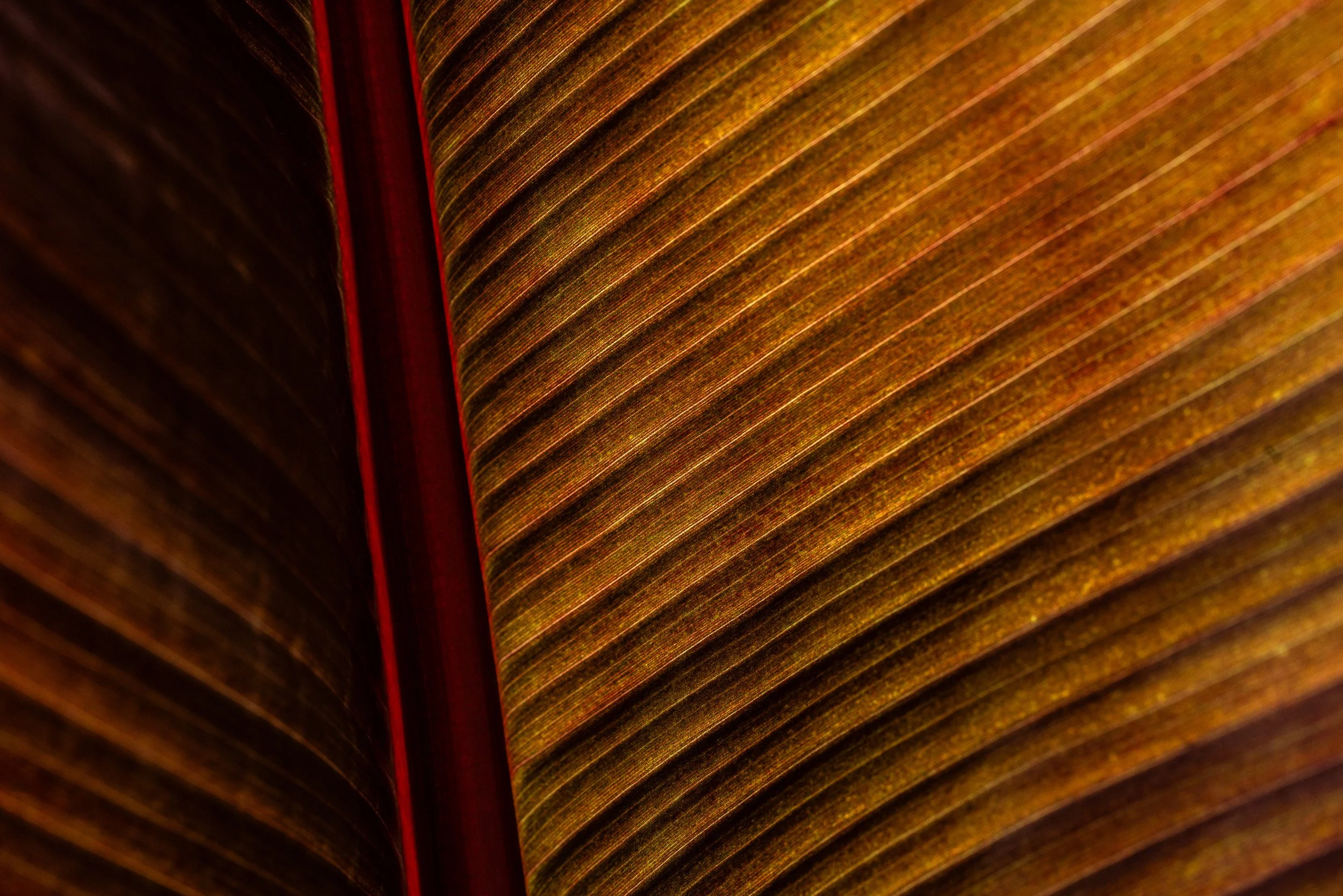 Botanical-14.jpg